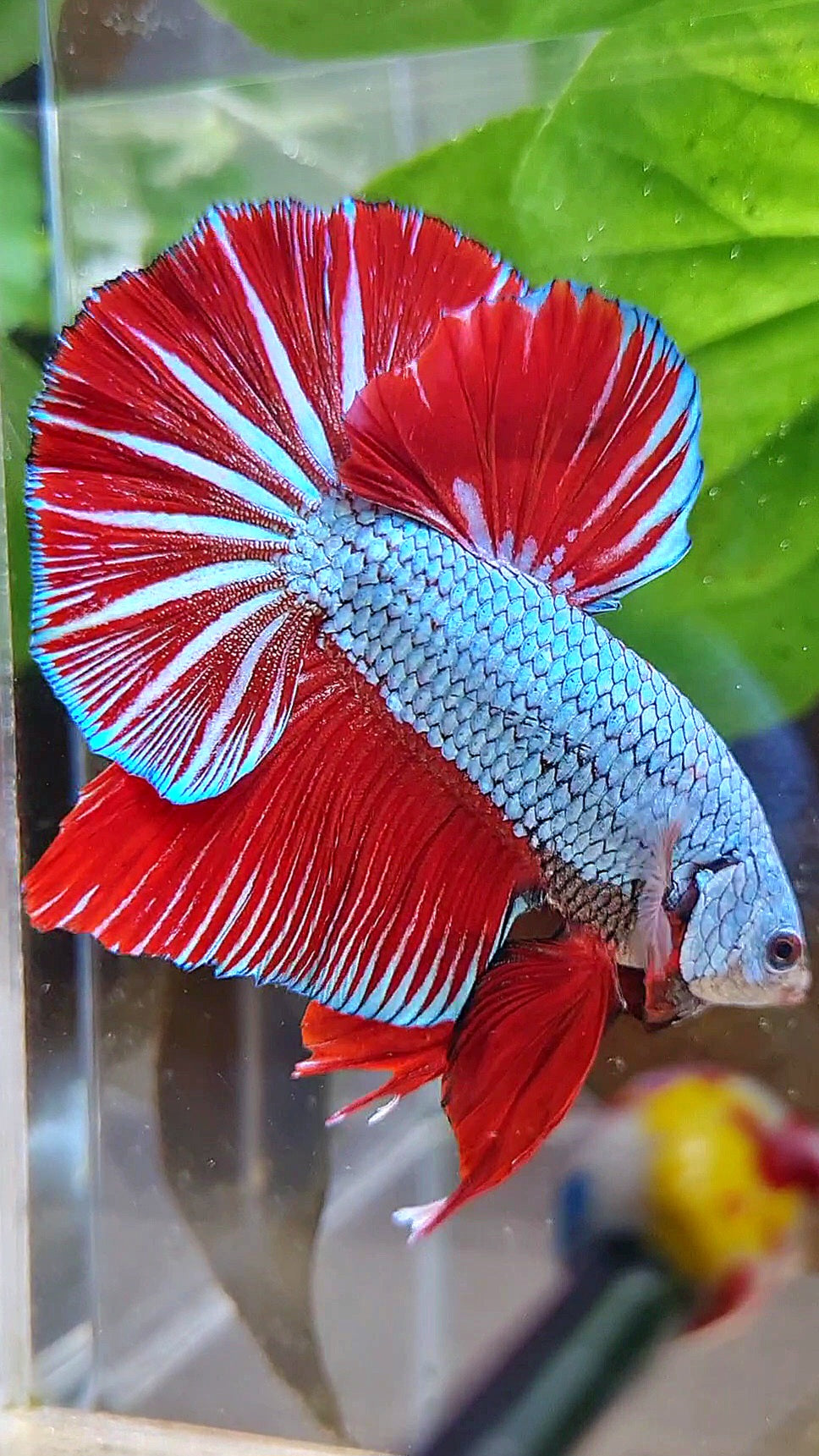 LUXURY GIANT HMPK BO 4,7CM+ BLUE DRAGON RED STARTAIL BETTA FISH