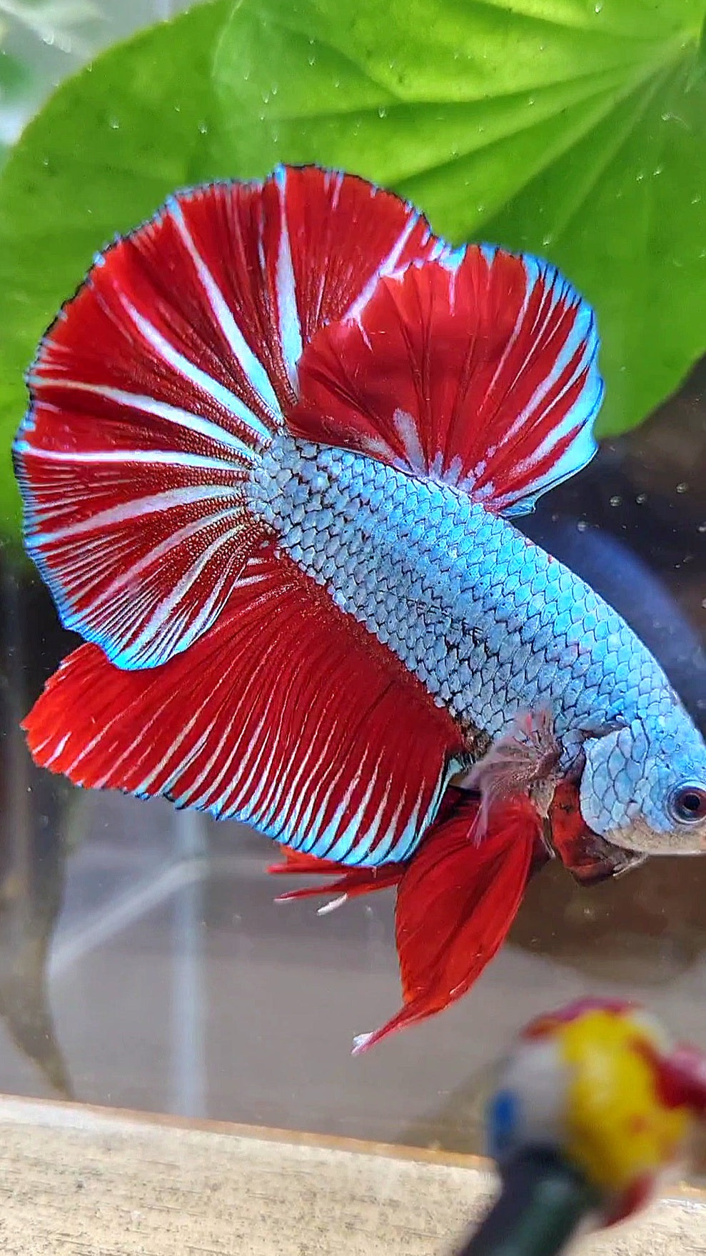 LUXURY GIANT HMPK BO 4,7CM+ BLUE DRAGON RED STARTAIL BETTA FISH