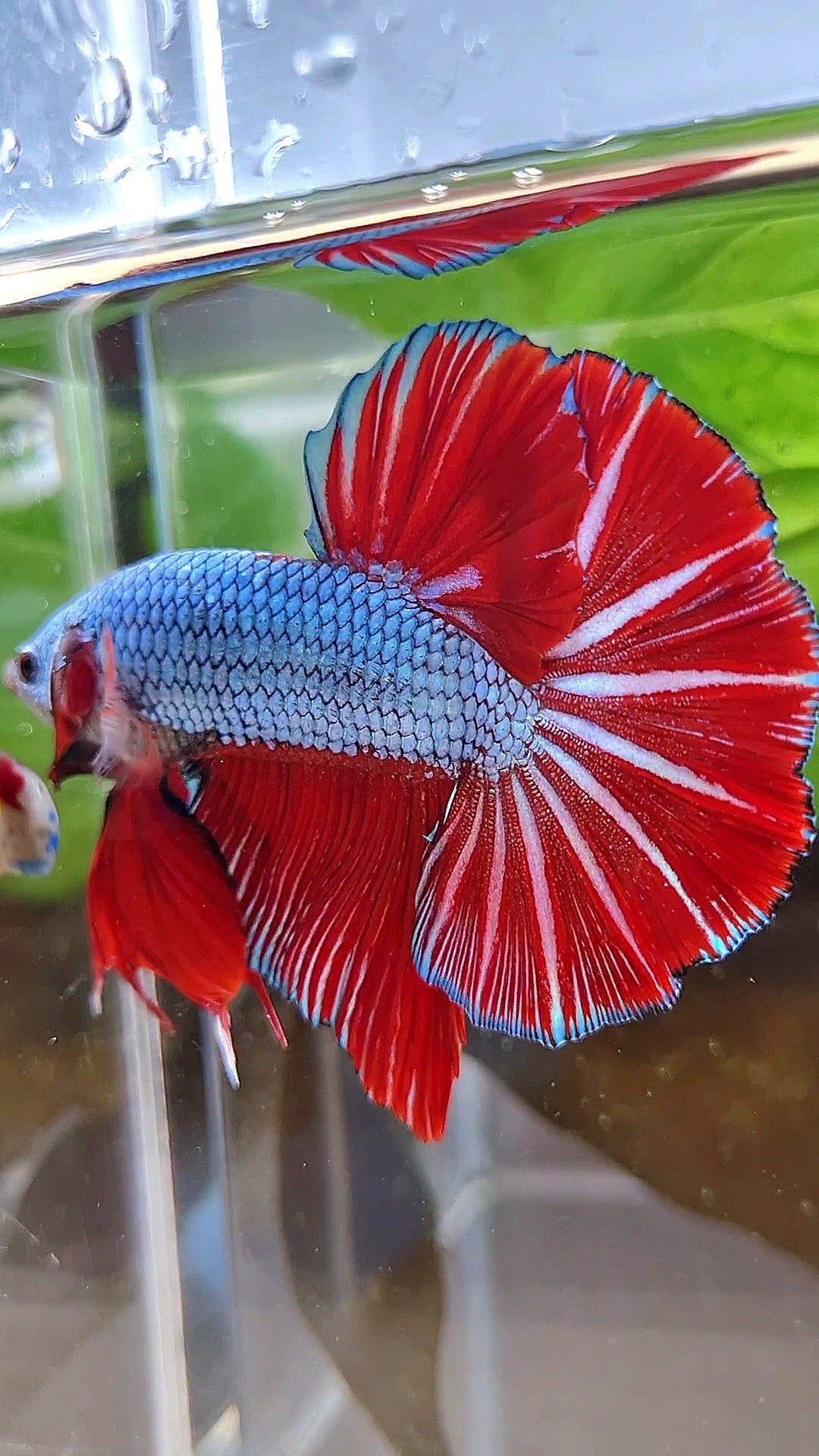 LUXURY GIANT HMPK BO 4,7CM+ BLUE DRAGON RED STARTAIL BETTA FISH