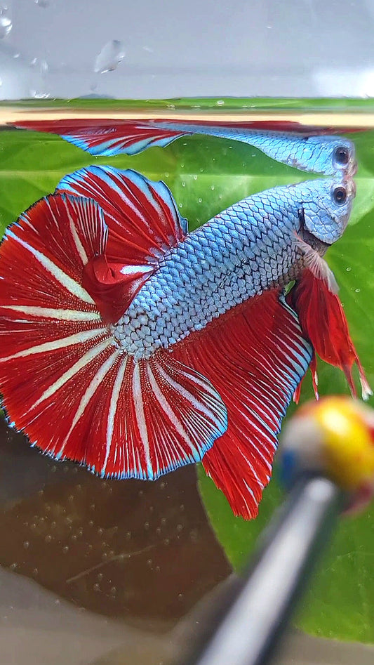 LUXURY GIANT HMPK BO 4,7CM+ BLUE DRAGON RED STARTAIL BETTA FISH