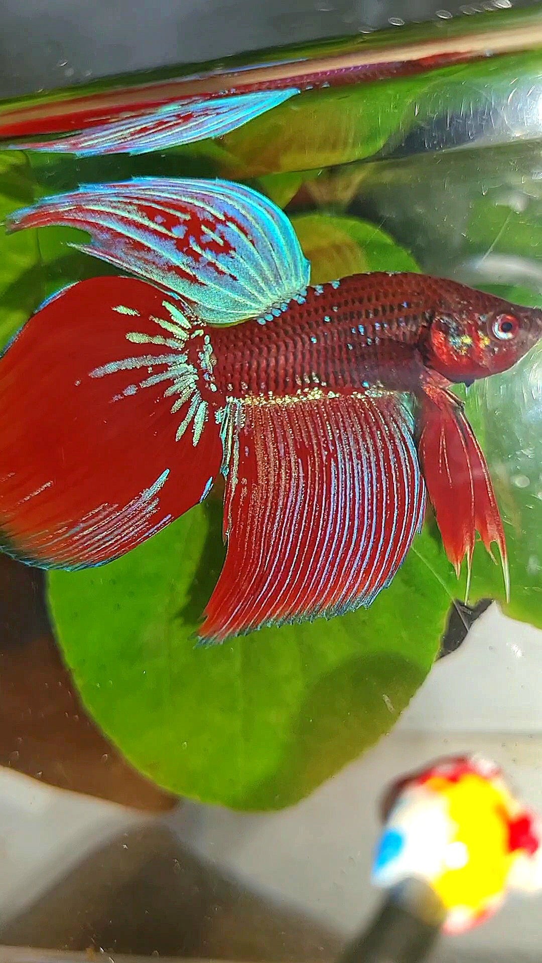 VEILTAIL INUYASHA RED PURPLE GALAXY BETTA FISH
