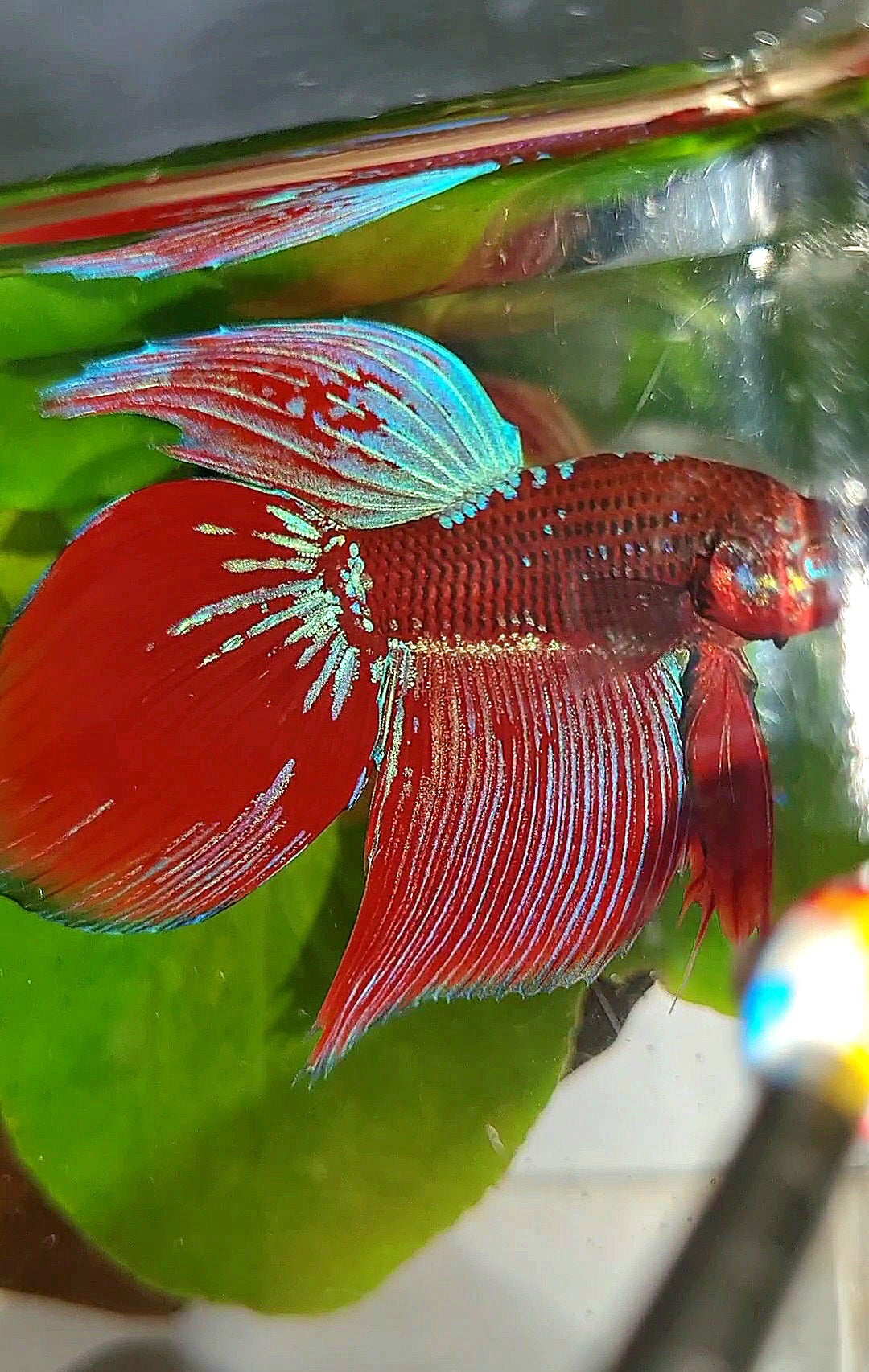 VEILTAIL INUYASHA RED PURPLE GALAXY BETTA FISH