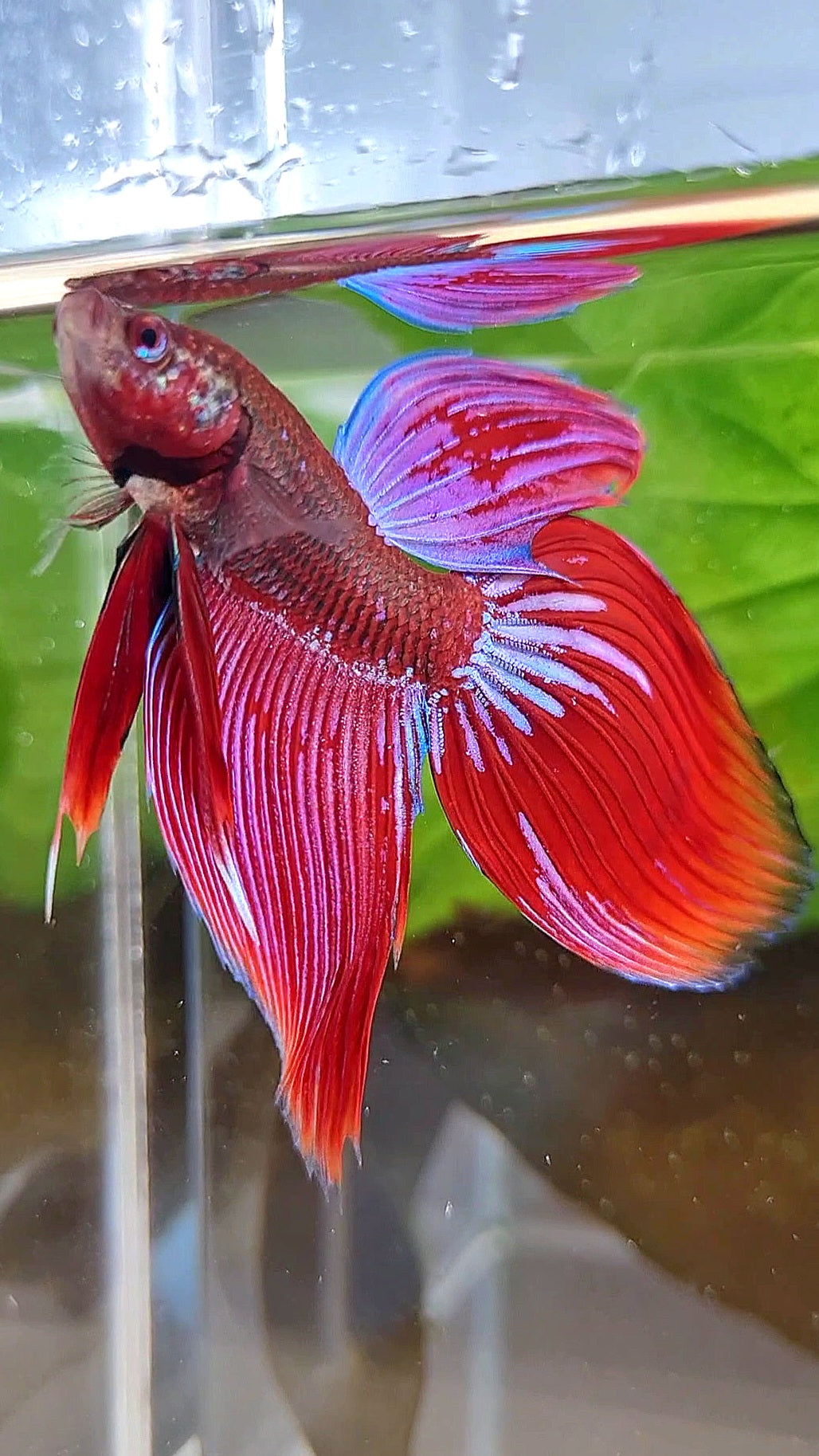 VEILTAIL INUYASHA RED PURPLE GALAXY BETTA FISH