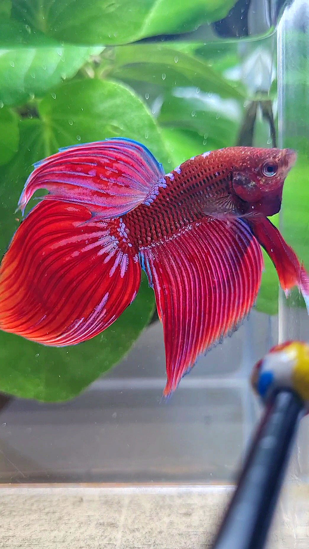VEILTAIL INUYASHA RED PURPLE GALAXY BETTA FISH
