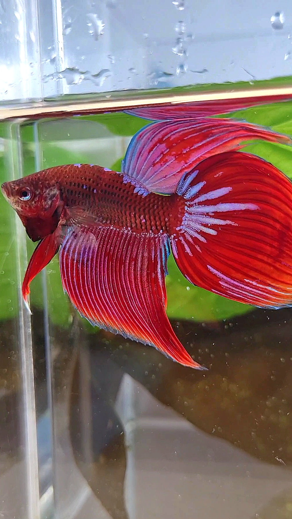 VEILTAIL INUYASHA RED PURPLE GALAXY BETTA FISH