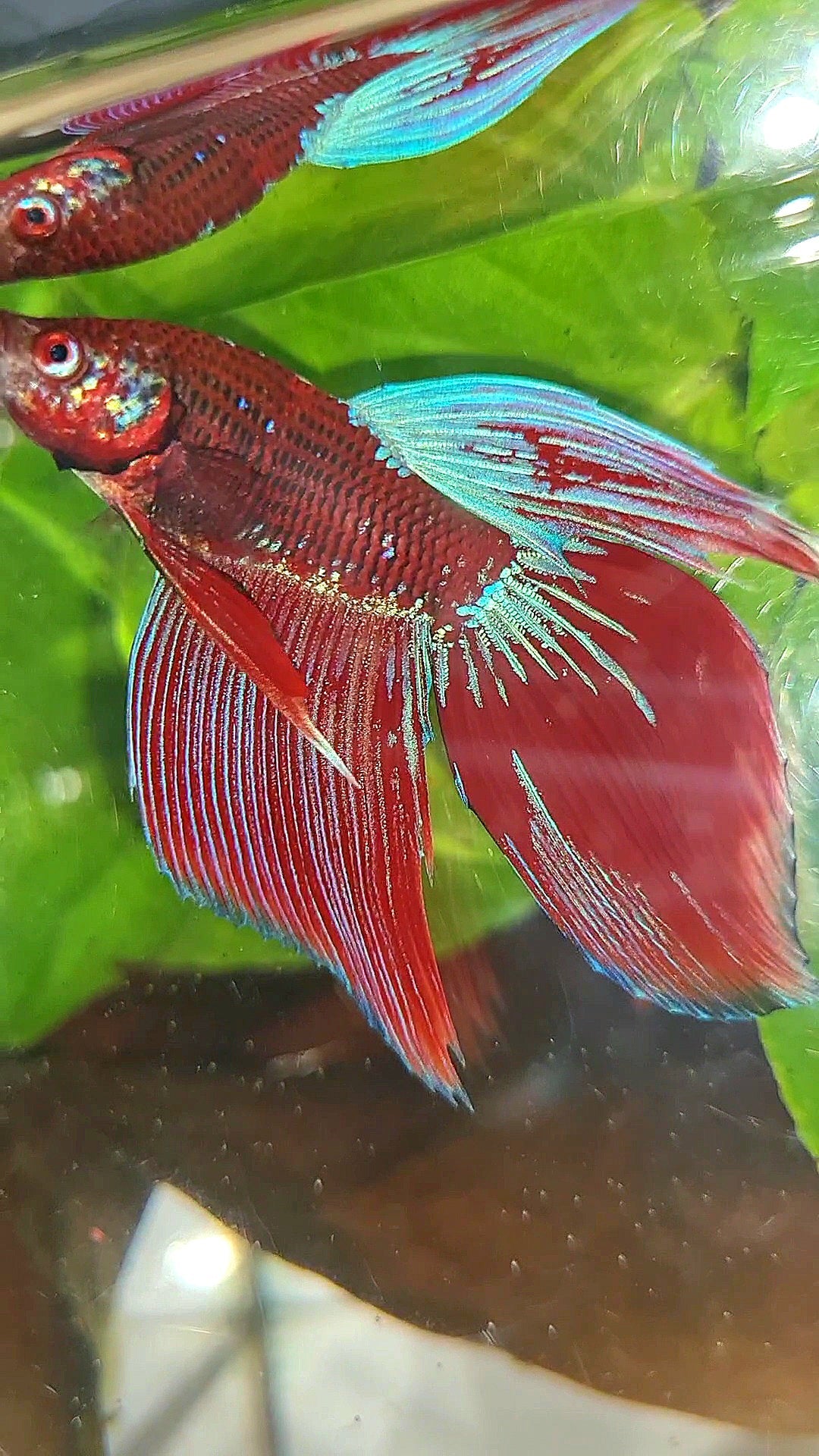 VEILTAIL INUYASHA RED PURPLE GALAXY BETTA FISH