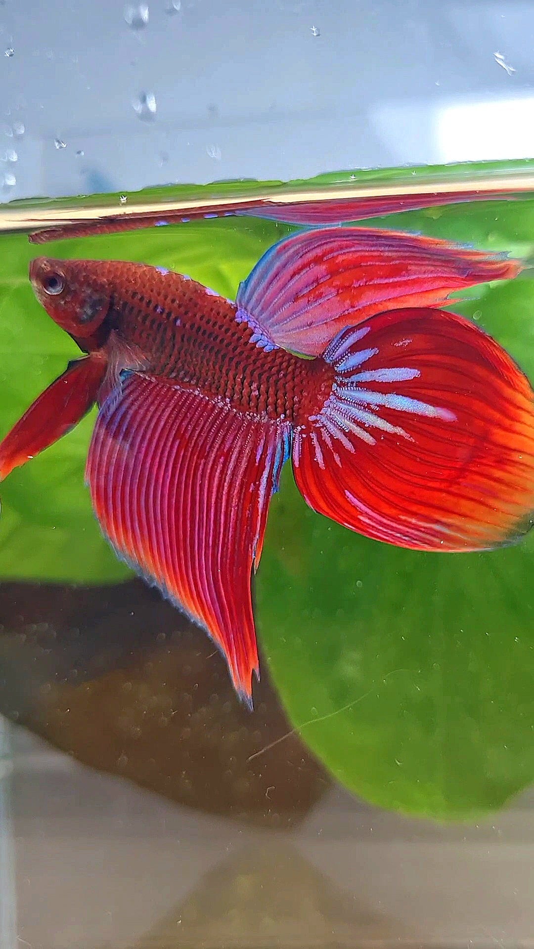 VEILTAIL INUYASHA RED PURPLE GALAXY BETTA FISH