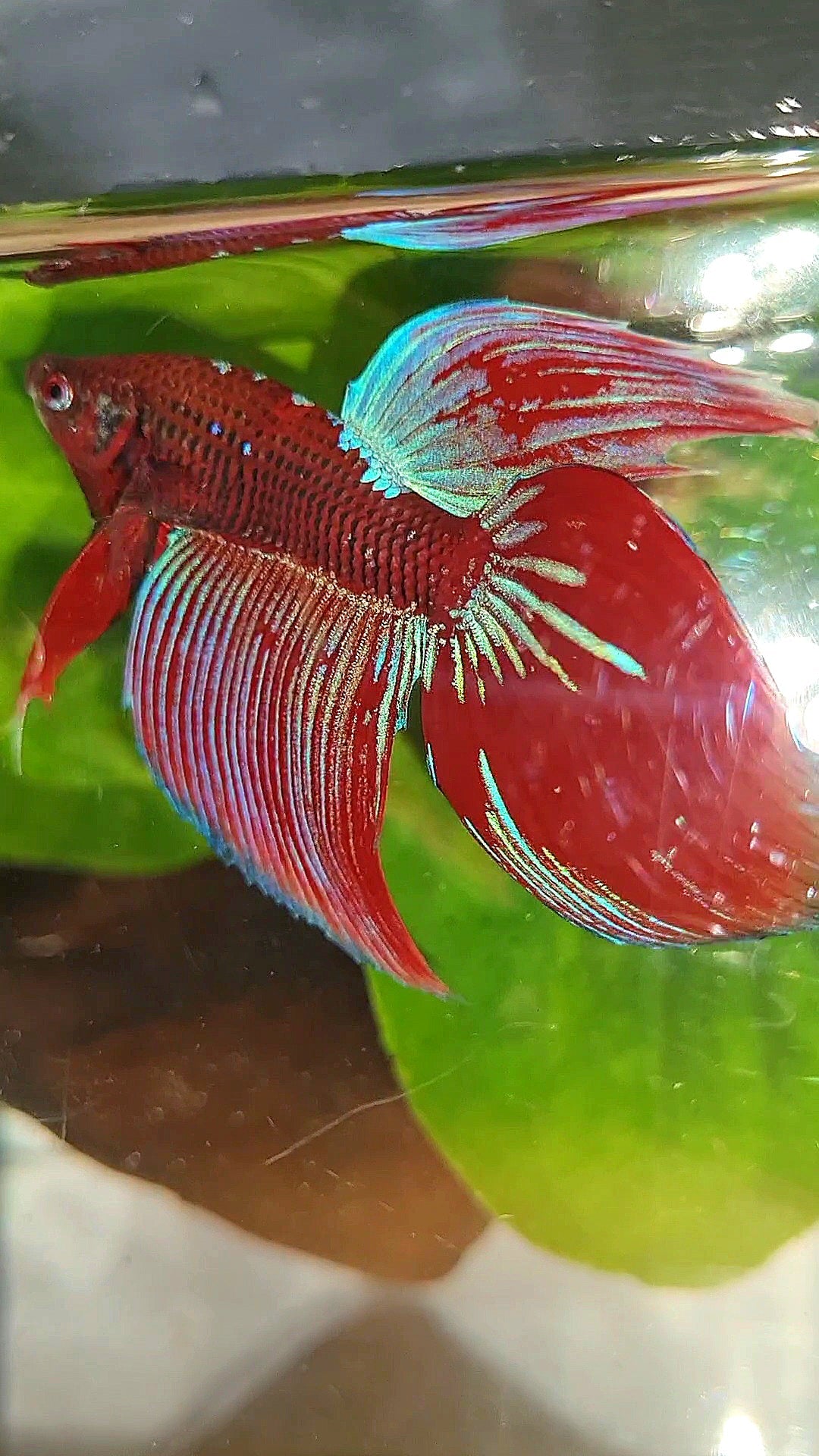 VEILTAIL INUYASHA RED PURPLE GALAXY BETTA FISH