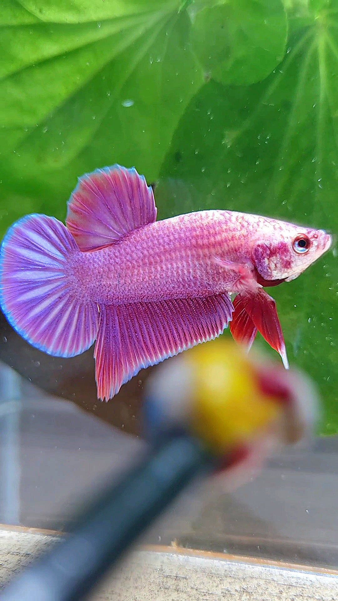 LUXURY PLAKAT PINK AURORA UNICORN BETTA FISH
