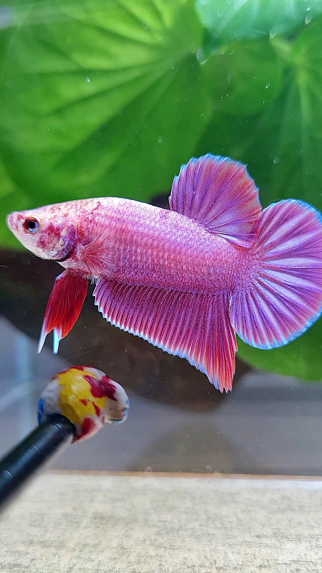 LUXURY PLAKAT PINK AURORA UNICORN BETTA FISH