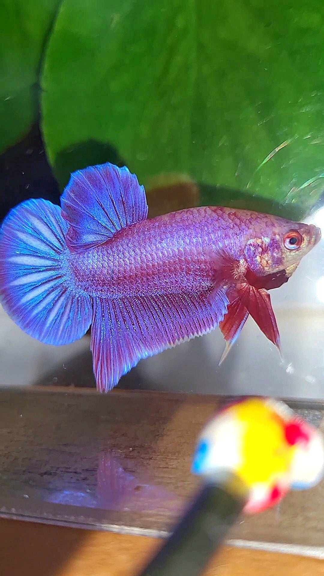 LUXURY PLAKAT PINK AURORA UNICORN BETTA FISH