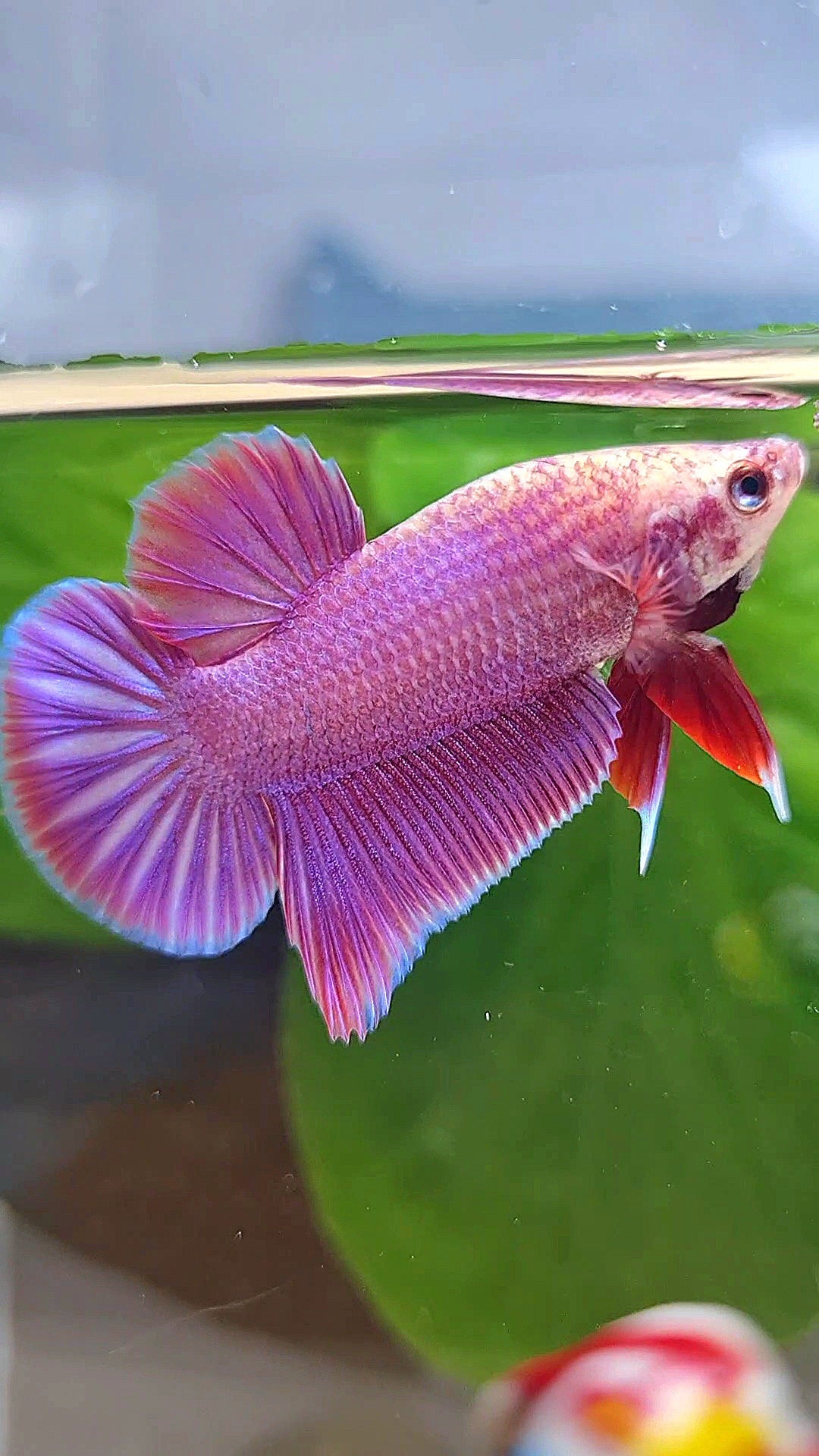 LUXURY PLAKAT PINK AURORA UNICORN BETTA FISH