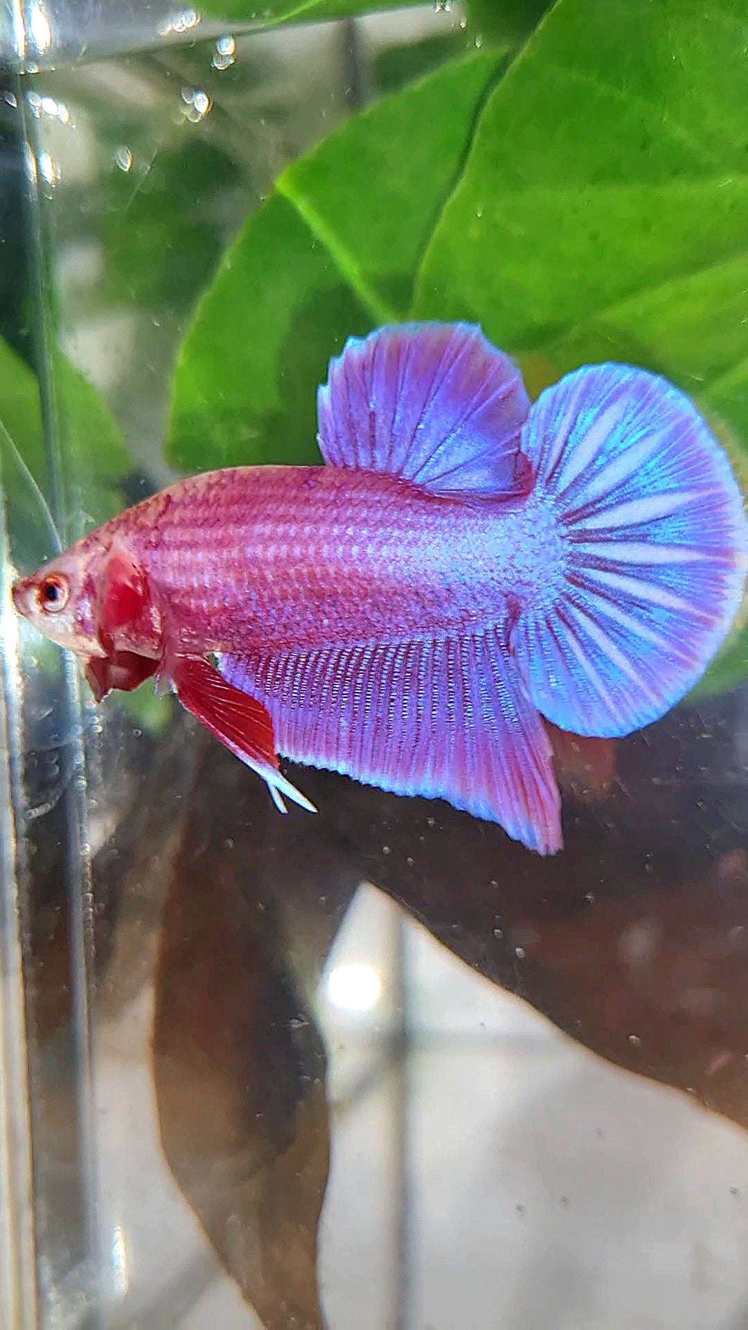 LUXURY PLAKAT PINK AURORA UNICORN BETTA FISH