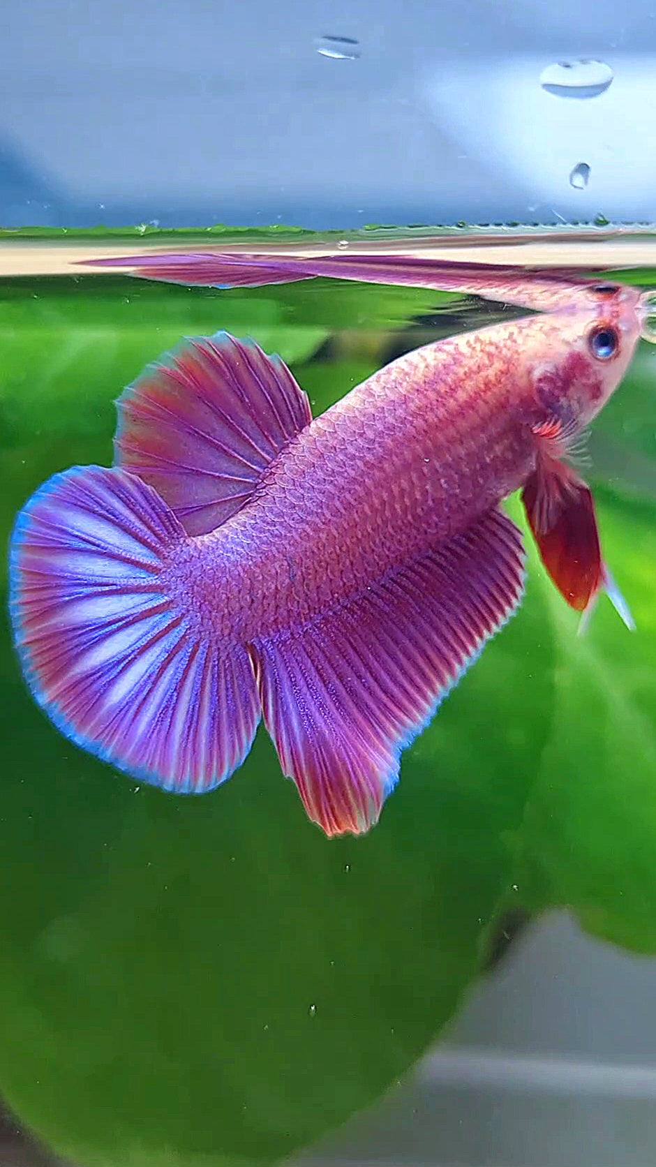 LUXURY PLAKAT PINK AURORA UNICORN BETTA FISH