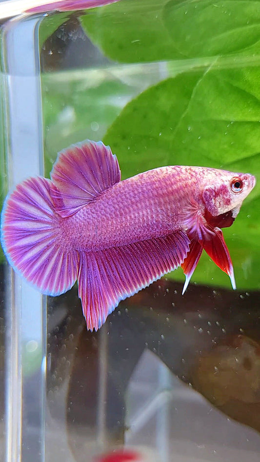 LUXURY PLAKAT PINK AURORA UNICORN BETTA FISH