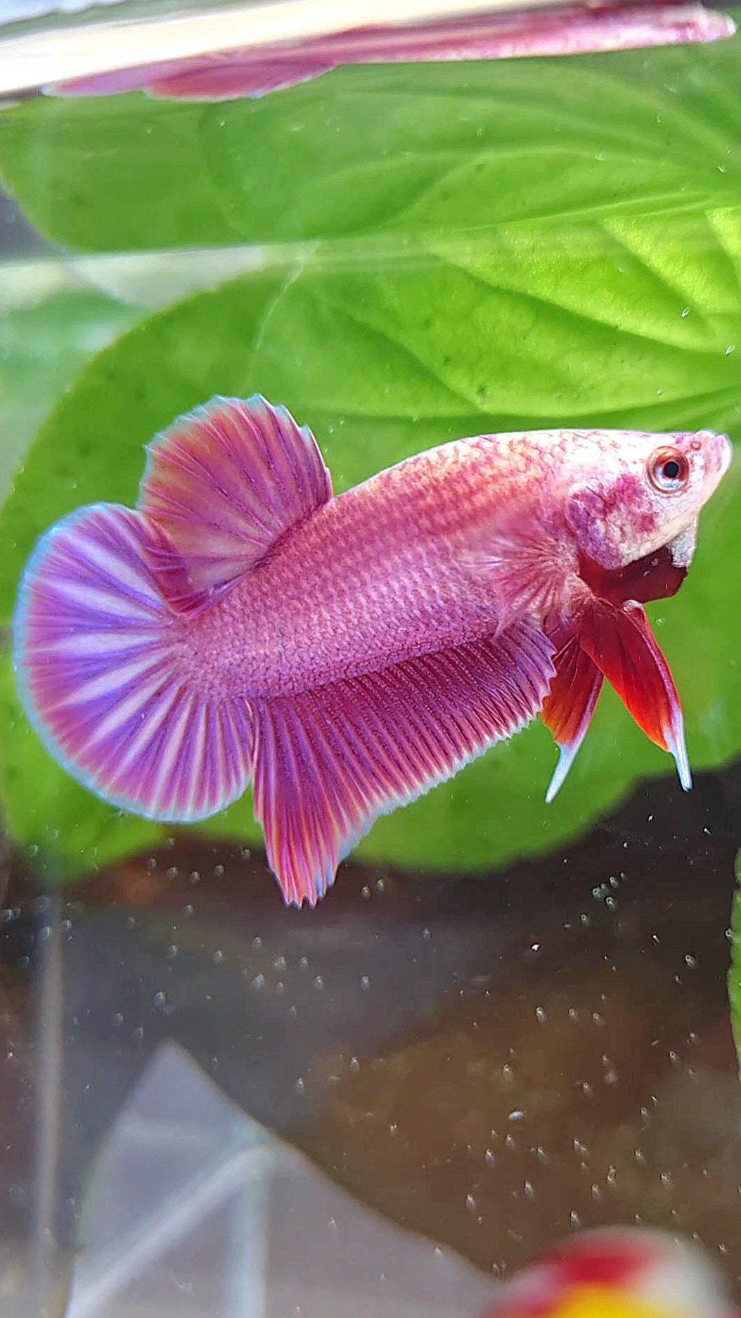 LUXURY PLAKAT PINK AURORA UNICORN BETTA FISH