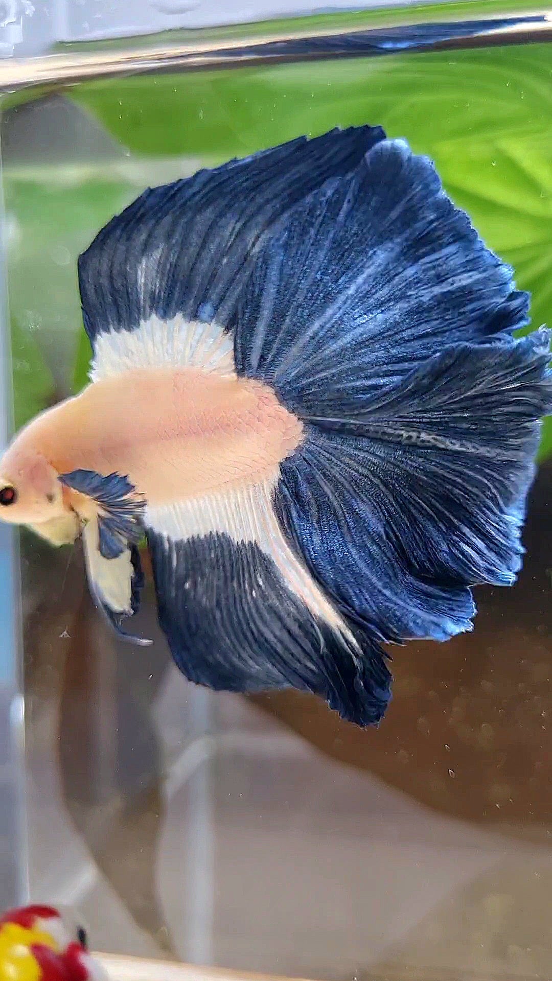 HALFMOON DOUBLE TAIL BLUE RIM PATTERN BETTA FISH