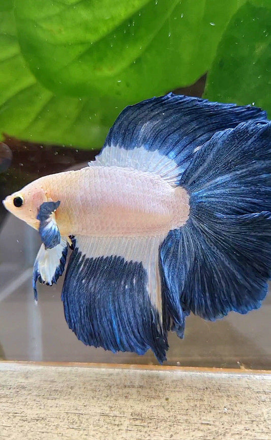 HALFMOON DOUBLE TAIL BLUE RIM PATTERN BETTA FISH