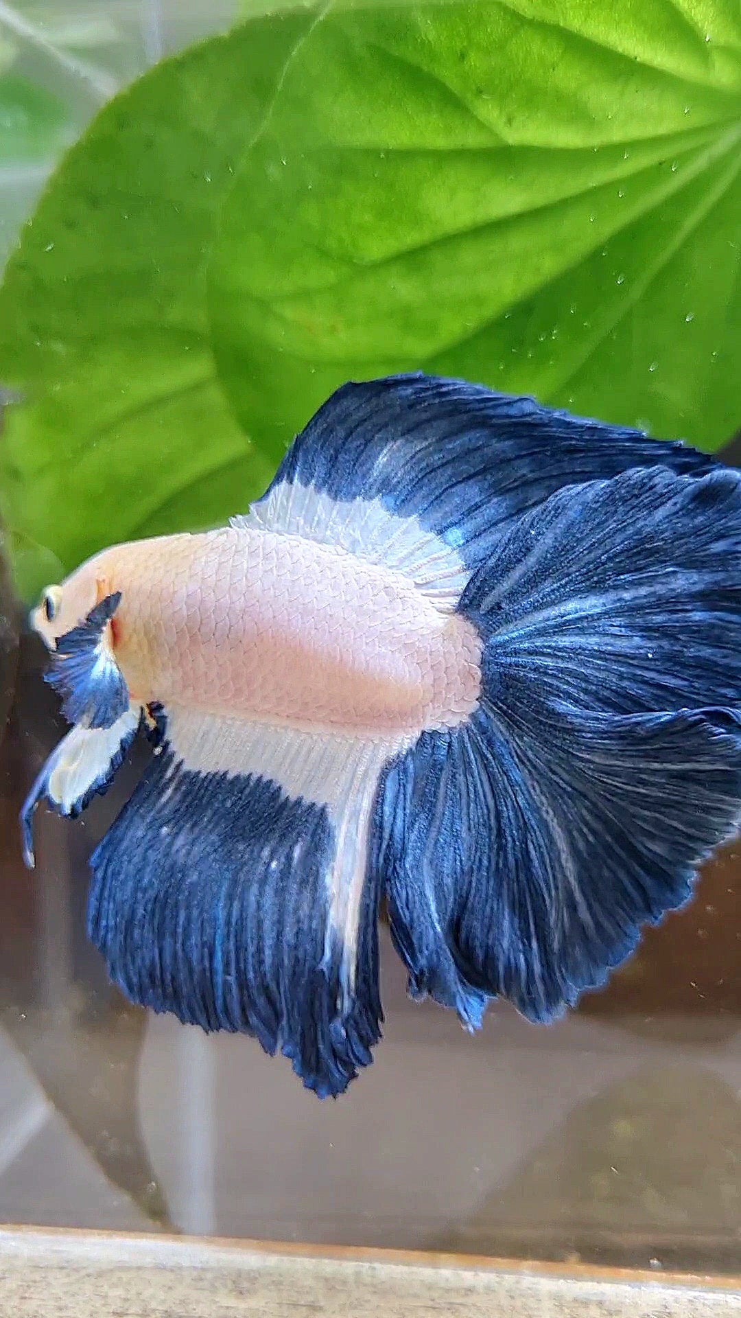 HALFMOON DOUBLE TAIL BLUE RIM PATTERN BETTA FISH