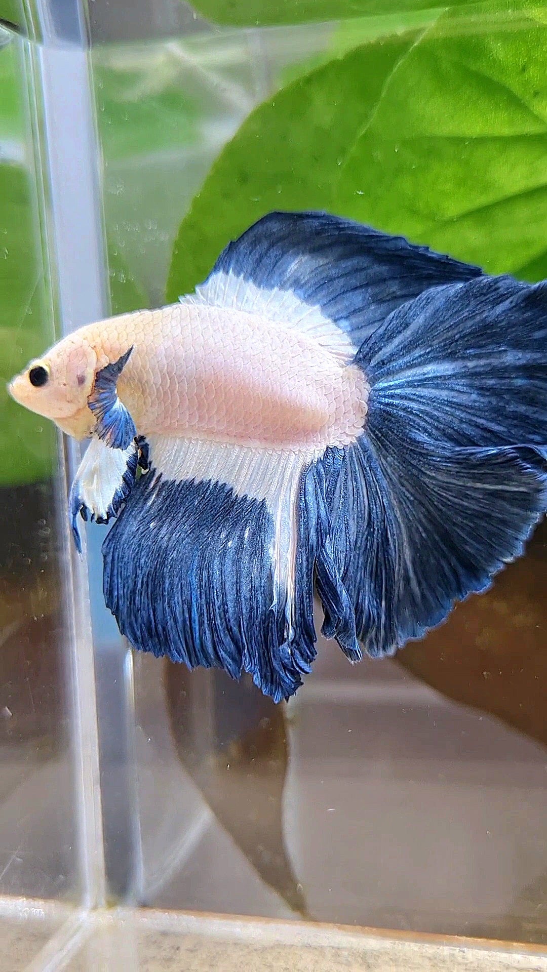HALFMOON DOUBLE TAIL BLUE RIM PATTERN BETTA FISH