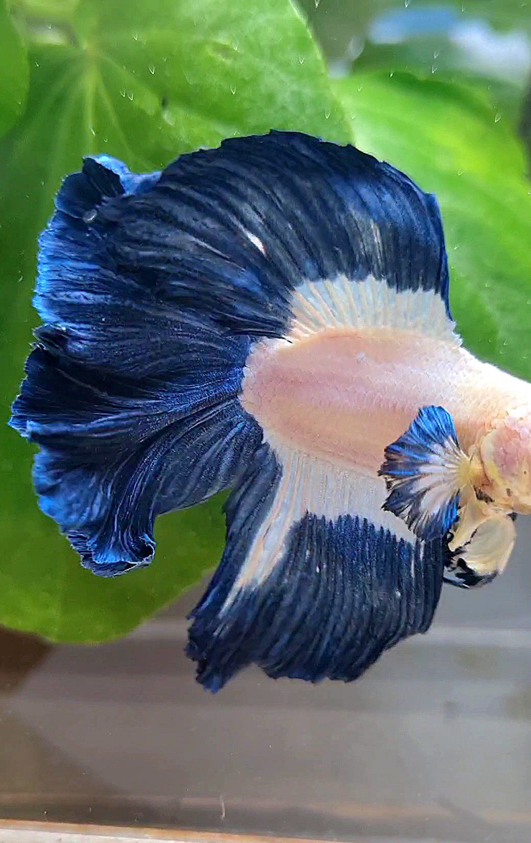 HALFMOON DOUBLE TAIL BLUE RIM PATTERN BETTA FISH