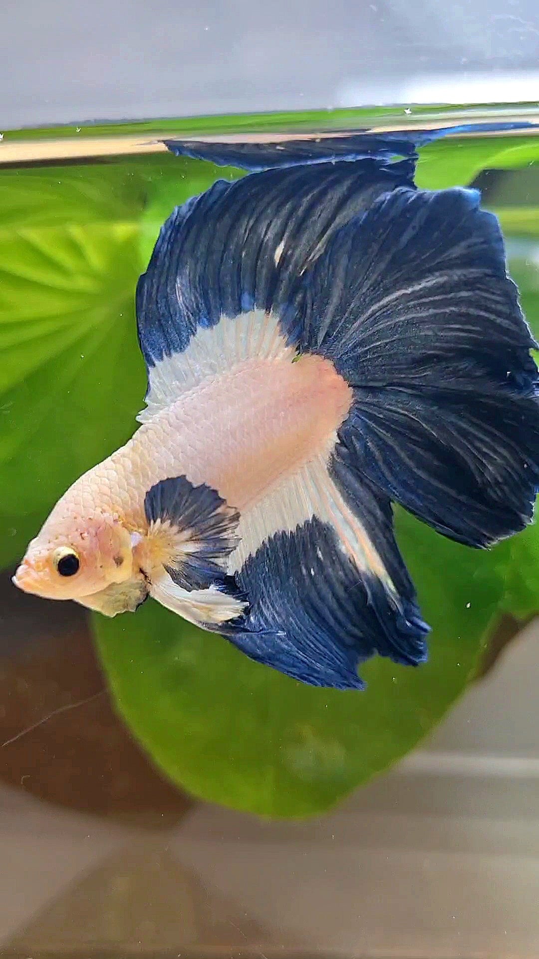 HALFMOON DOUBLE TAIL BLUE RIM PATTERN BETTA FISH