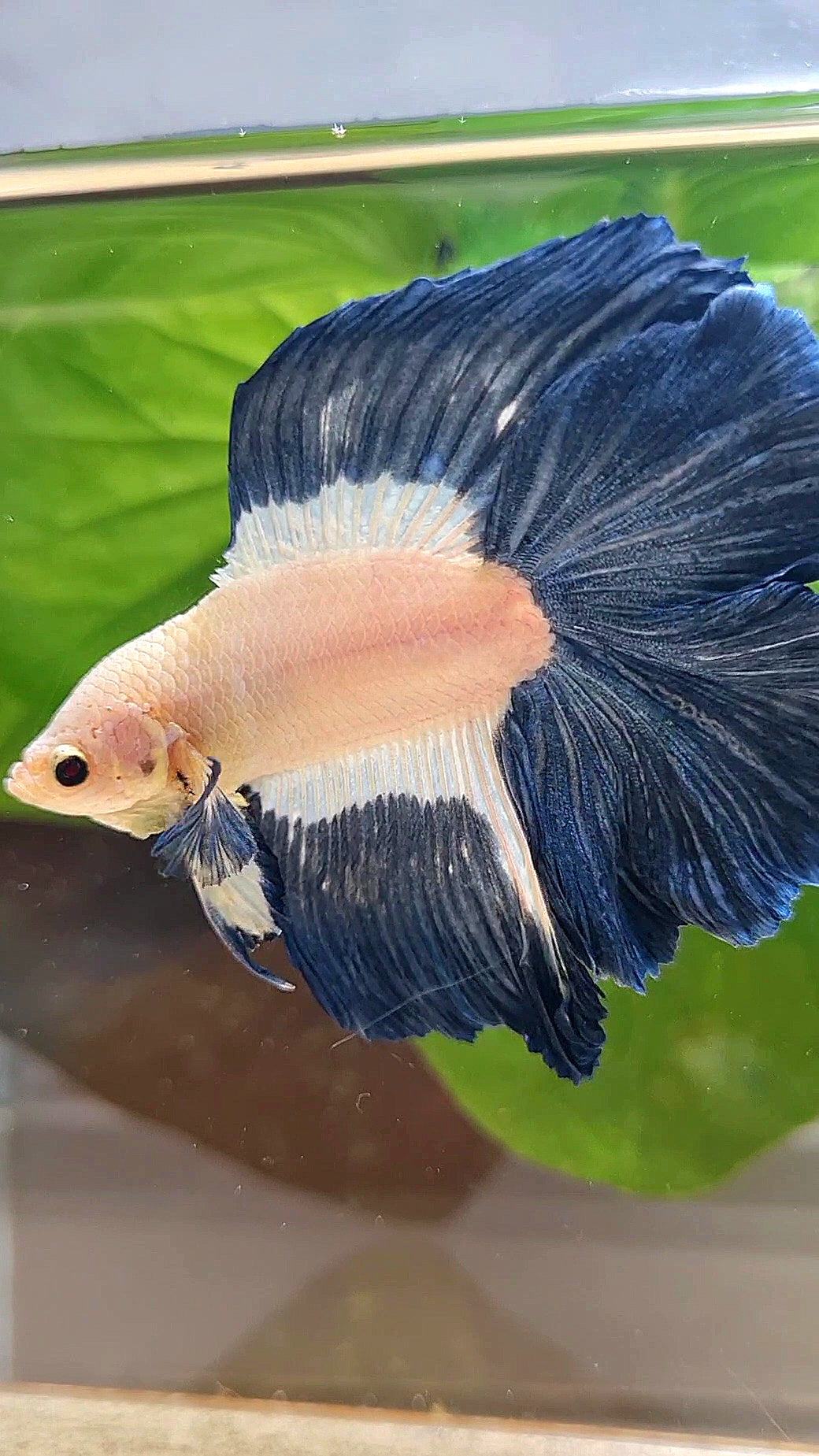 HALFMOON DOUBLE TAIL BLUE RIM PATTERN BETTA FISH