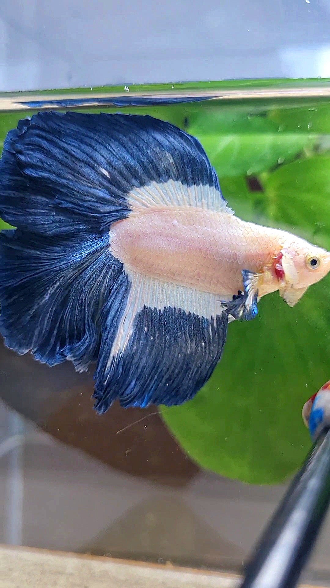 HALFMOON DOUBLE TAIL BLUE RIM PATTERN BETTA FISH