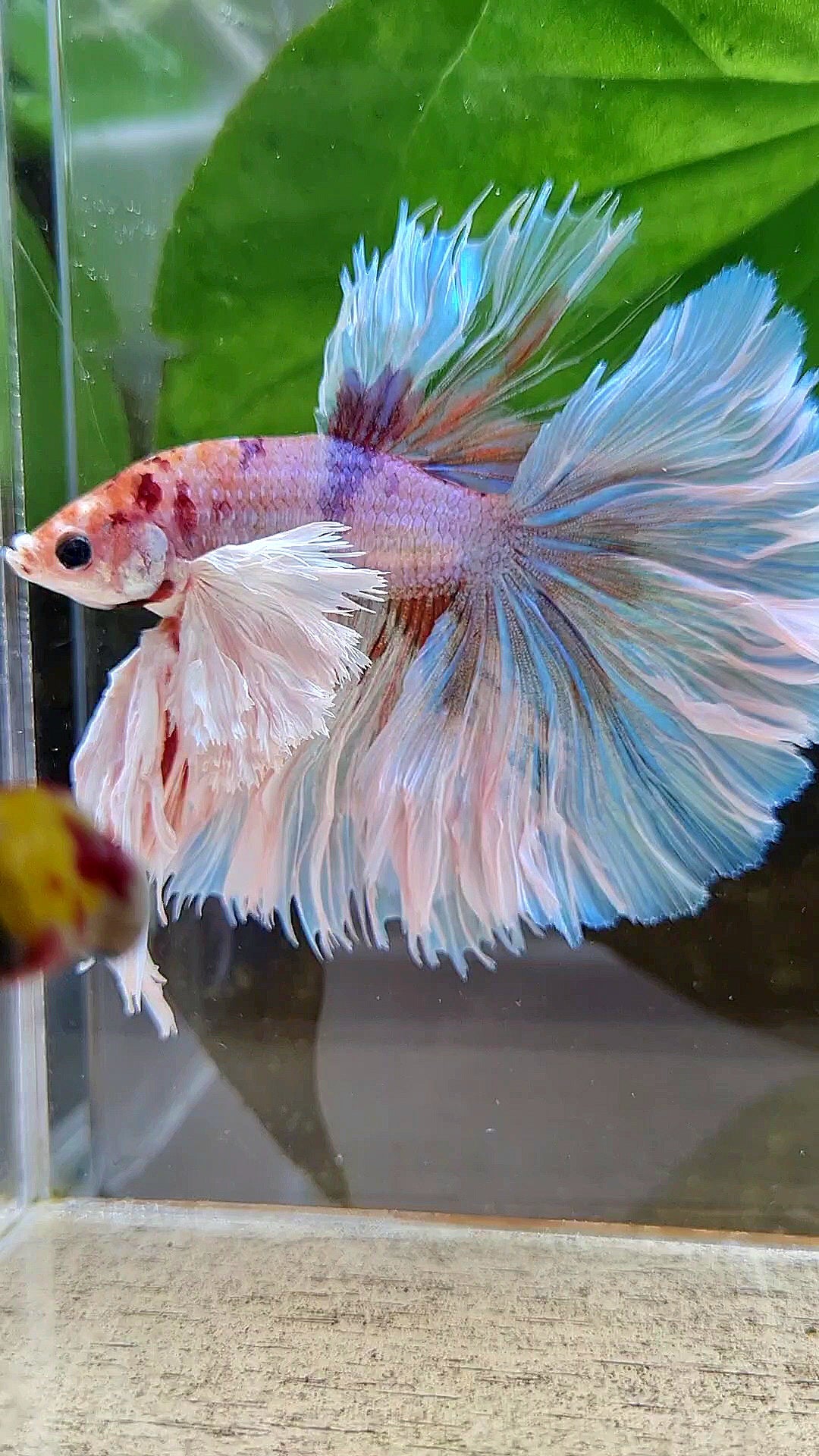LUXURY KING ROSETAIL HALFMOON SUPER ROSE EAR WHITE CANDY MULTICOLOR BETTA FISH
