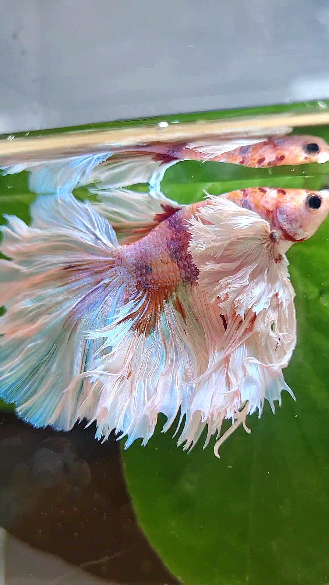 LUXURY KING ROSETAIL HALFMOON SUPER ROSE EAR WHITE CANDY MULTICOLOR BETTA FISH