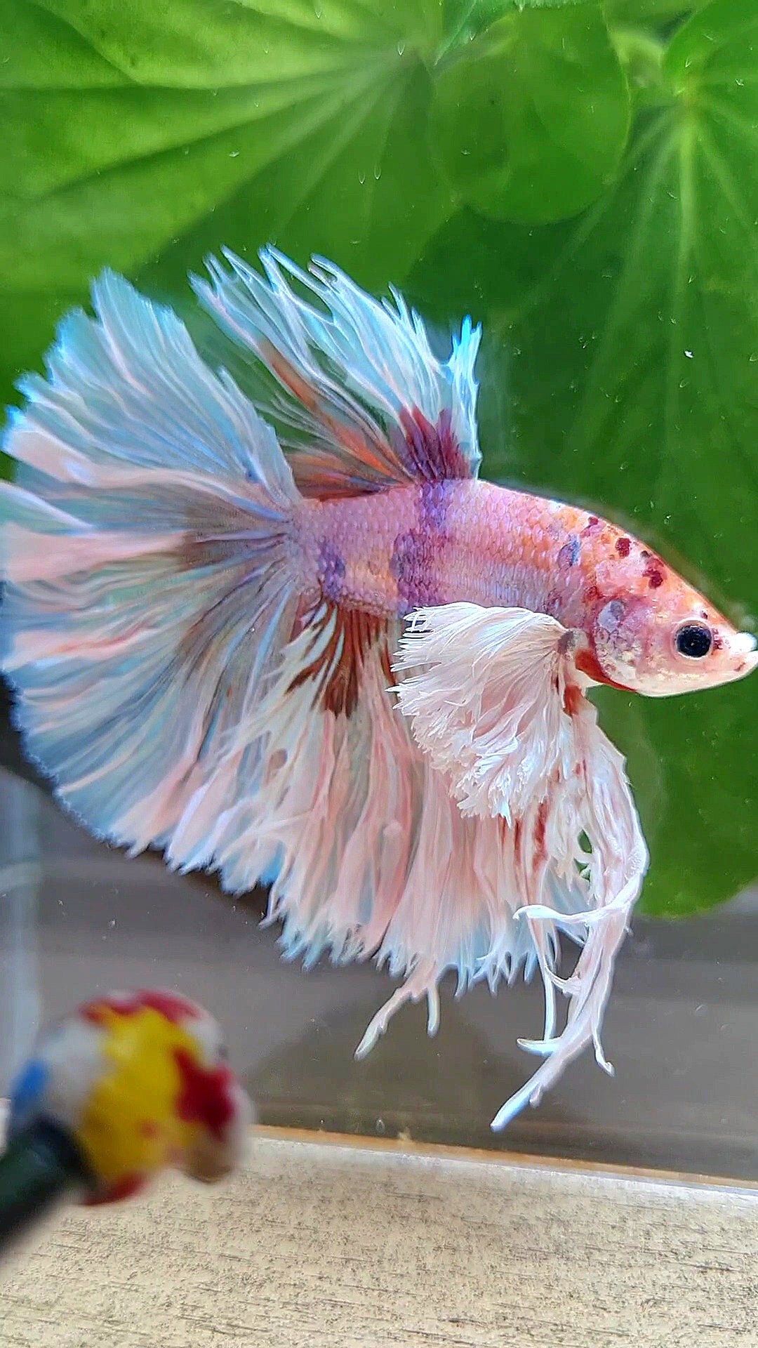 LUXURY KING ROSETAIL HALFMOON SUPER ROSE EAR WHITE CANDY MULTICOLOR BETTA FISH