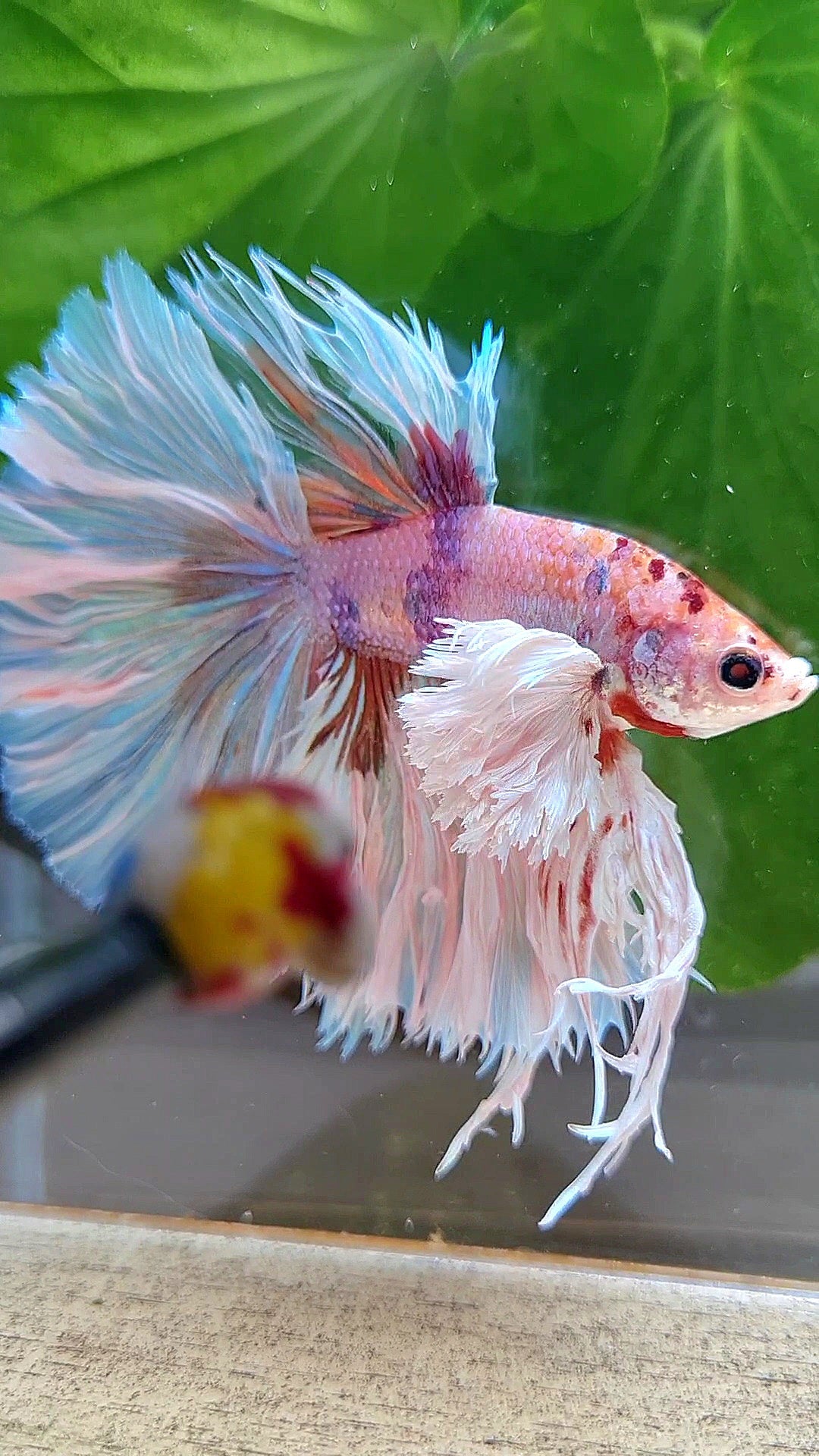 LUXURY KING ROSETAIL HALFMOON SUPER ROSE EAR WHITE CANDY MULTICOLOR BETTA FISH