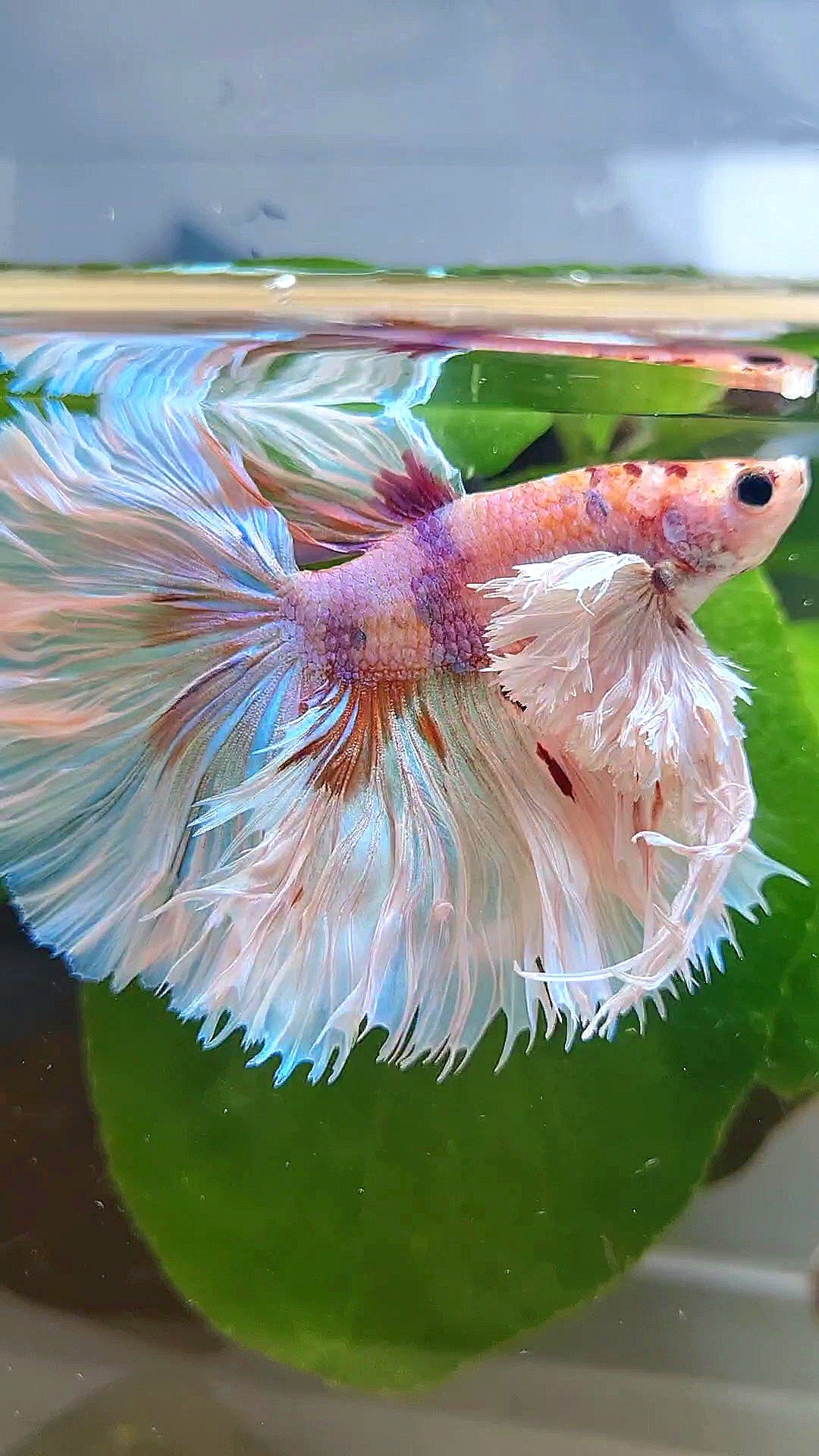 LUXURY KING ROSETAIL HALFMOON SUPER ROSE EAR WHITE CANDY MULTICOLOR BETTA FISH