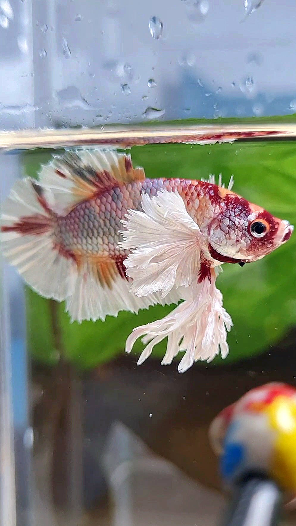 KING PLAKAT DUMBO EAR WHITE FANCY COPPER MULTICOLOR BETTA FISH