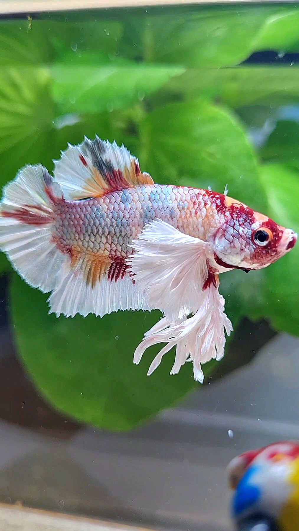KING PLAKAT DUMBO EAR WHITE FANCY COPPER MULTICOLOR BETTA FISH