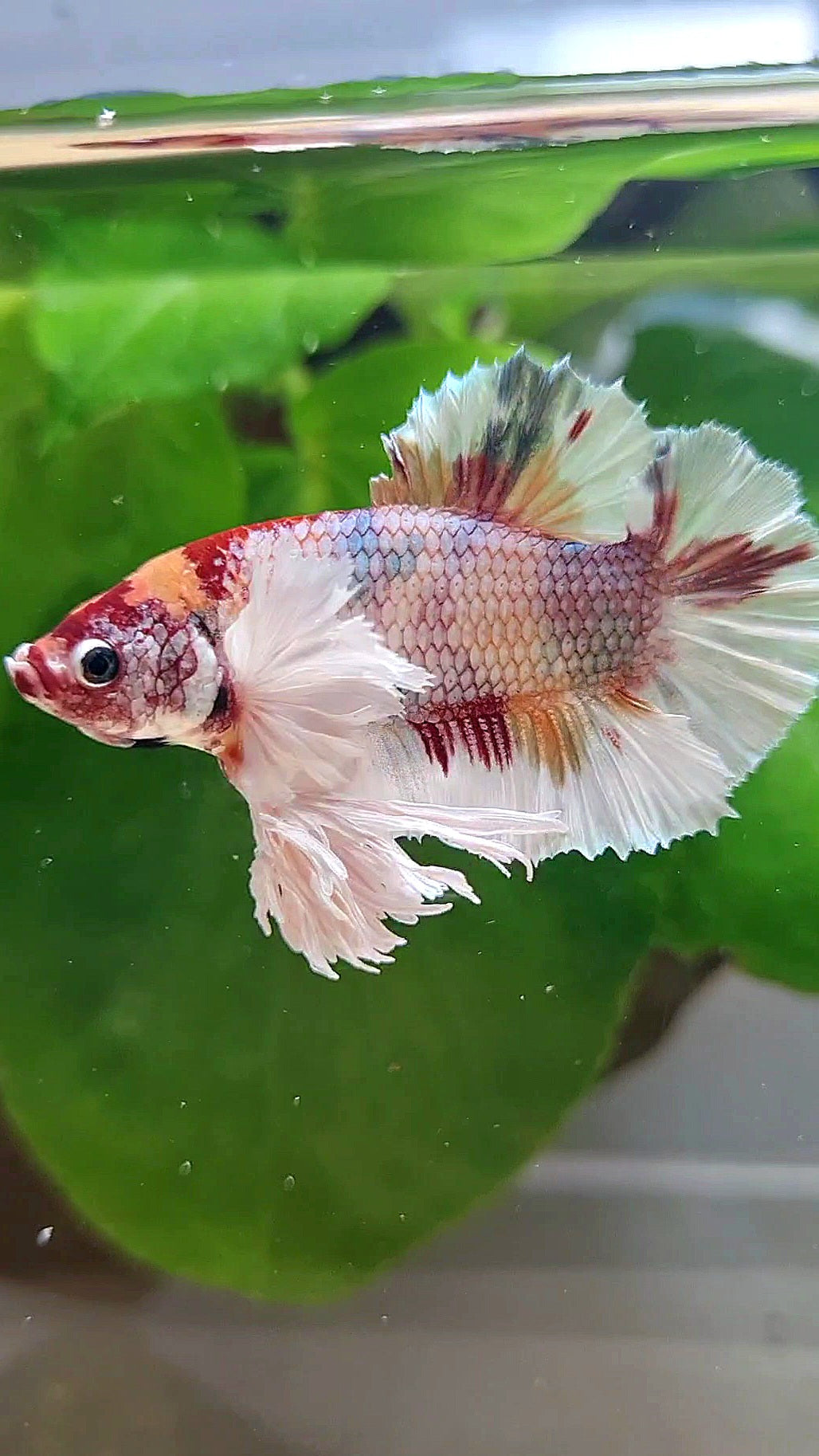 KING PLAKAT DUMBO EAR WHITE FANCY COPPER MULTICOLOR BETTA FISH