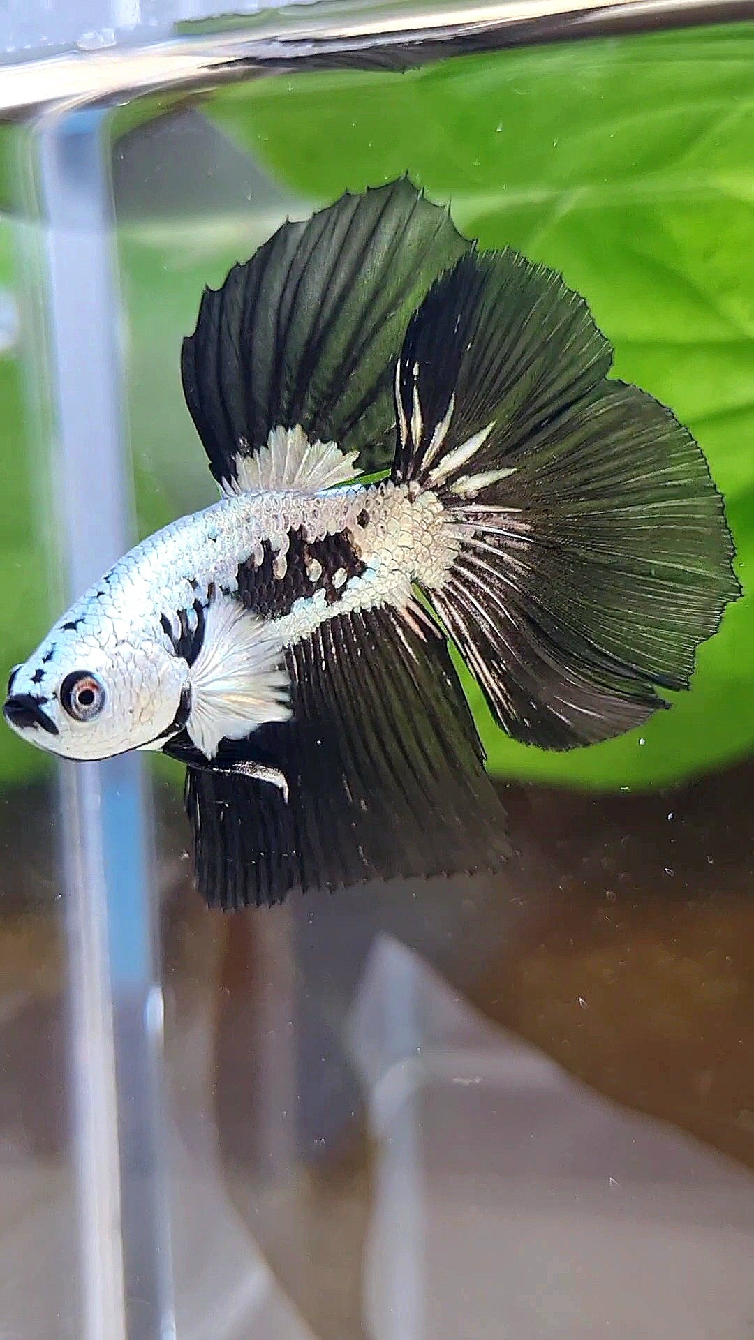 LUXURY HALFMOON ROSETAIL BLACK MAMBA SNOW SAMURAI MASKING BETTA FISH