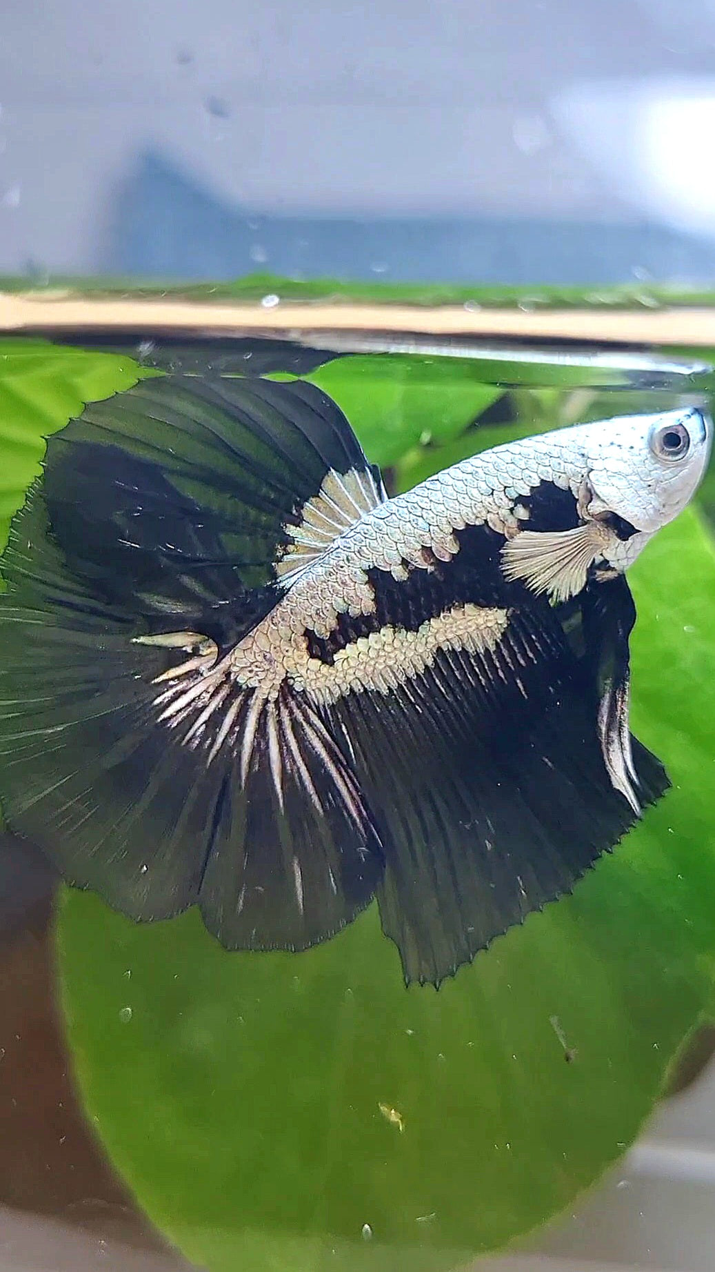 LUXURY HALFMOON ROSETAIL BLACK MAMBA SNOW SAMURAI MASKING BETTA FISH