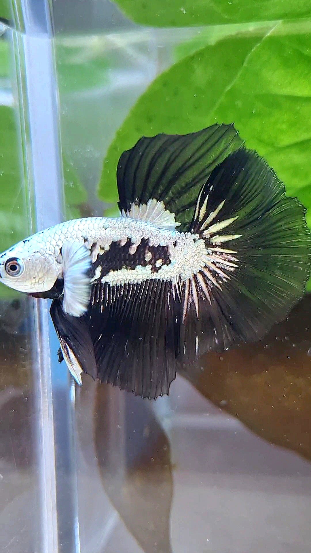 LUXURY HALFMOON ROSETAIL BLACK MAMBA SNOW SAMURAI MASKING BETTA FISH