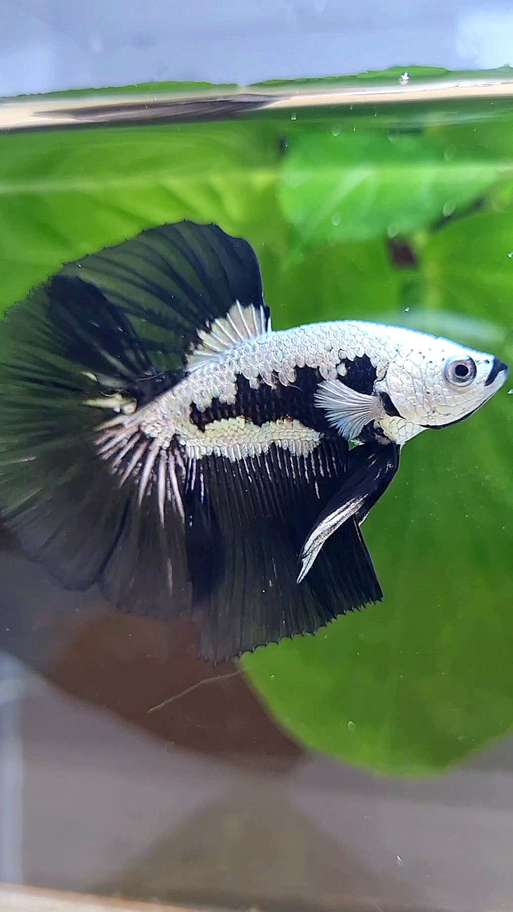 LUXURY HALFMOON ROSETAIL BLACK MAMBA SNOW SAMURAI MASKING BETTA FISH