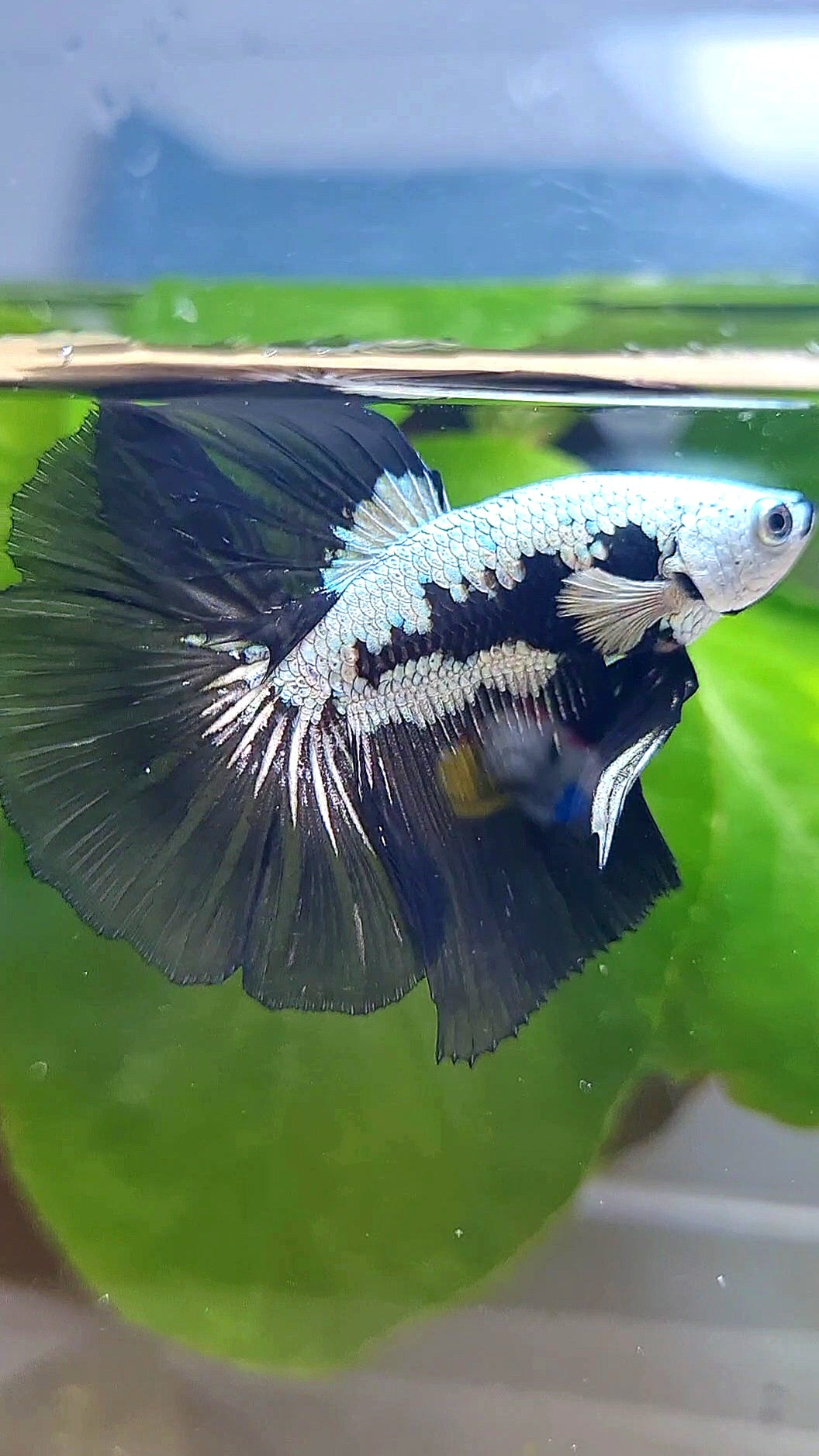 LUXURY HALFMOON ROSETAIL BLACK MAMBA SNOW SAMURAI MASKING BETTA FISH