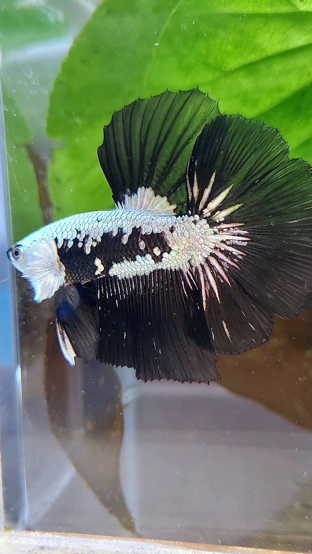 LUXURY HALFMOON ROSETAIL BLACK MAMBA SNOW SAMURAI MASKING BETTA FISH