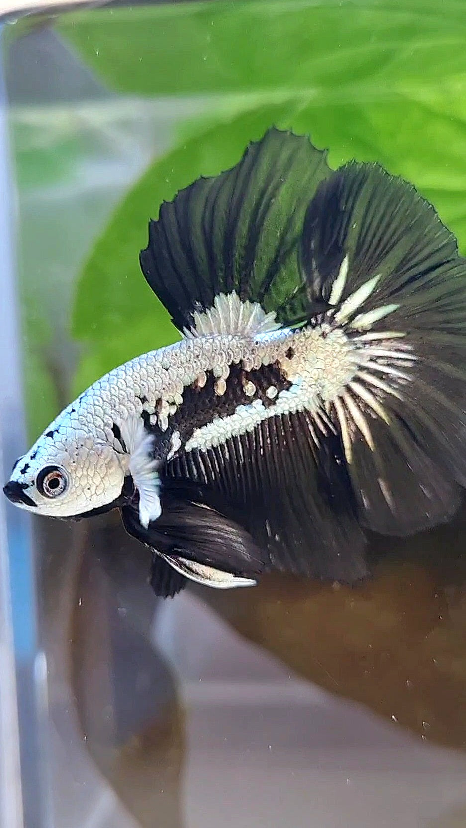LUXURY HALFMOON ROSETAIL BLACK MAMBA SNOW SAMURAI MASKING BETTA FISH