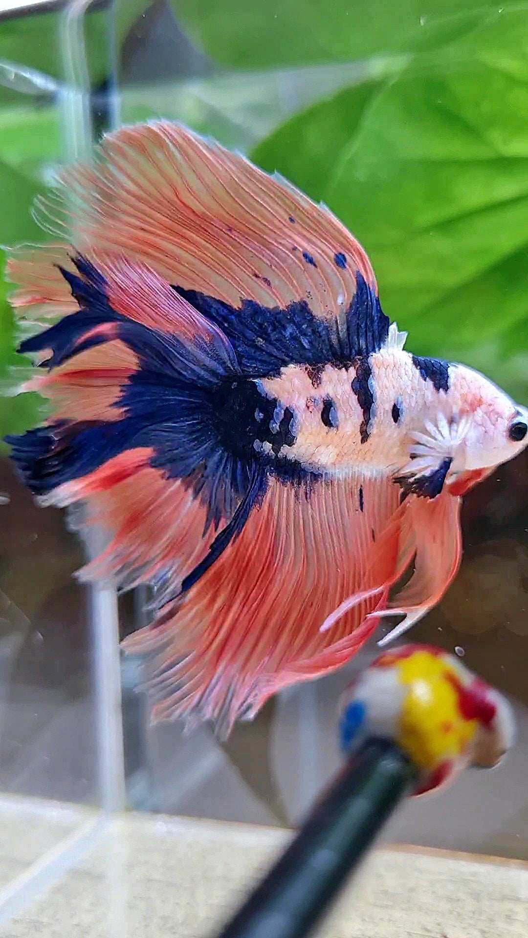 HALFMOON DOUBLE TAIL PINK FLAMINGGO BLUE DOTS MARBLE BETTA FISH minus wart
