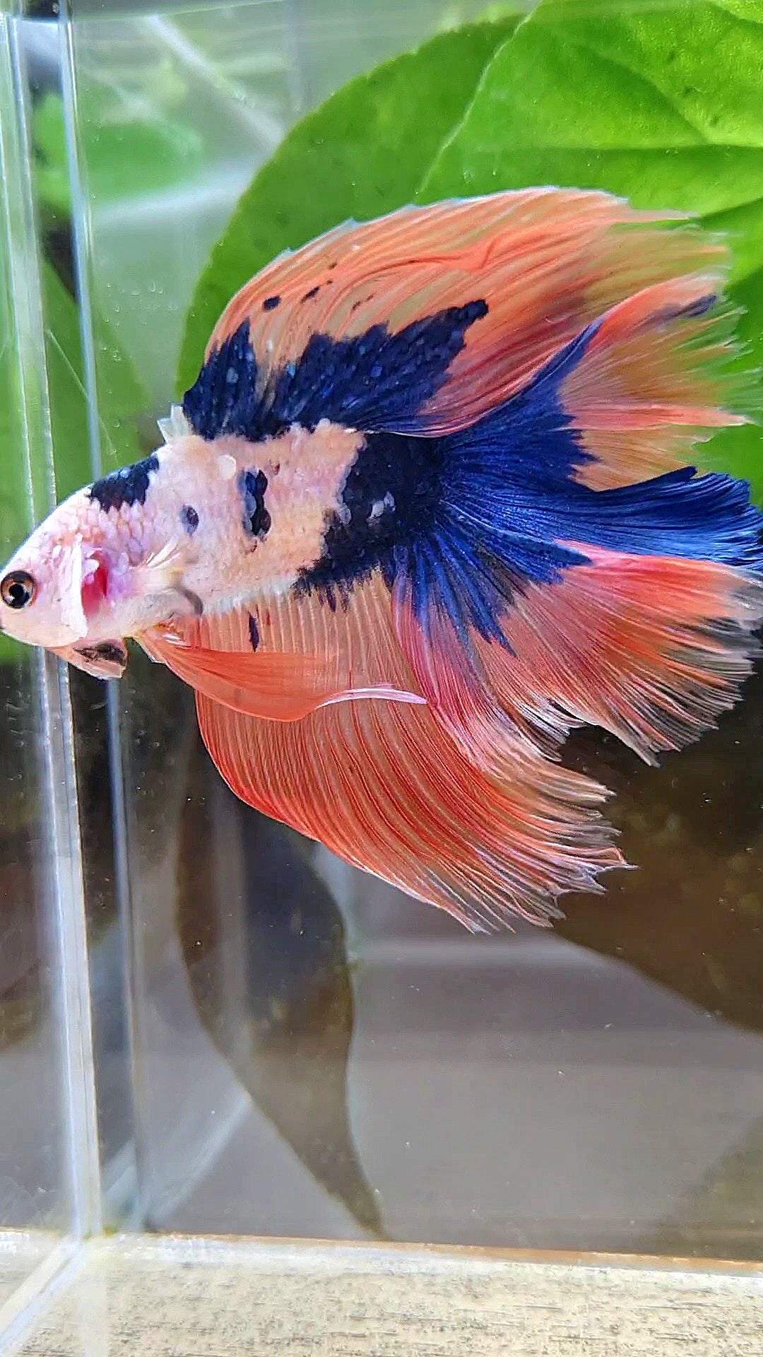 HALFMOON DOUBLE TAIL PINK FLAMINGGO BLUE DOTS MARBLE BETTA FISH minus wart