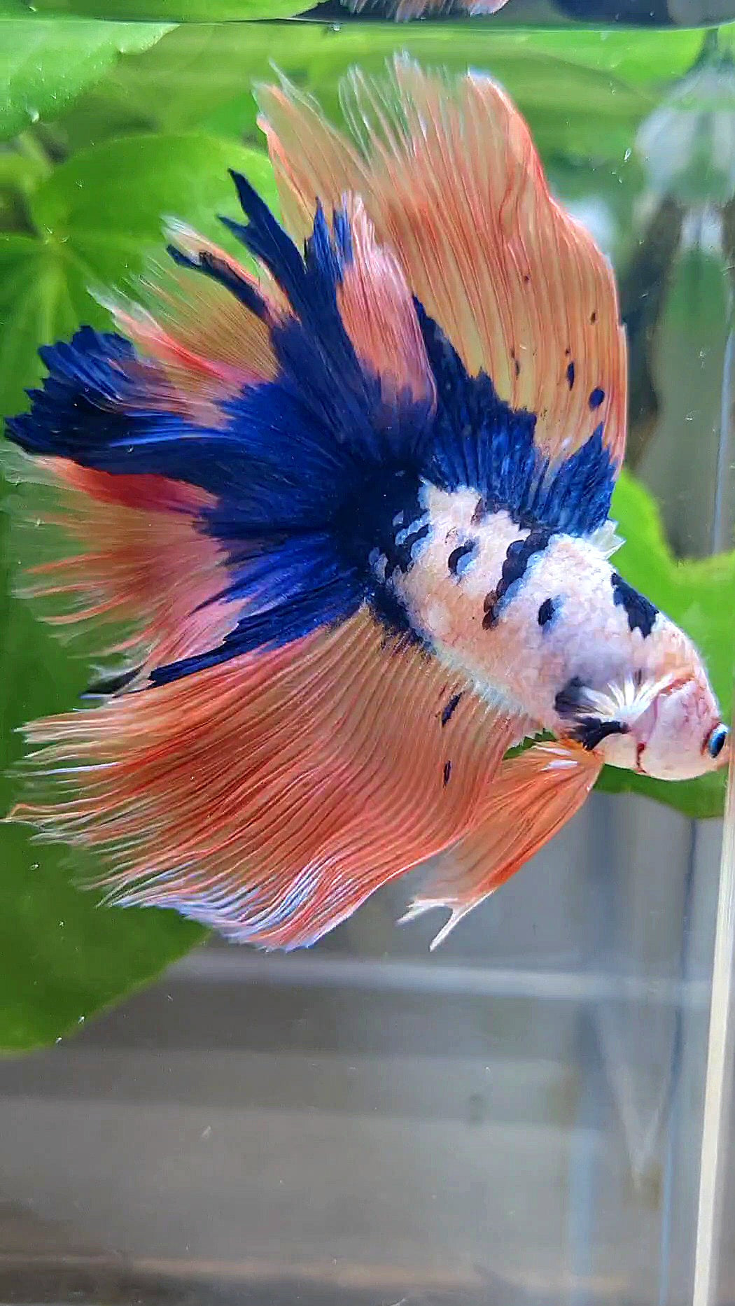 HALFMOON DOUBLE TAIL PINK FLAMINGGO BLUE DOTS MARBLE BETTA FISH minus wart