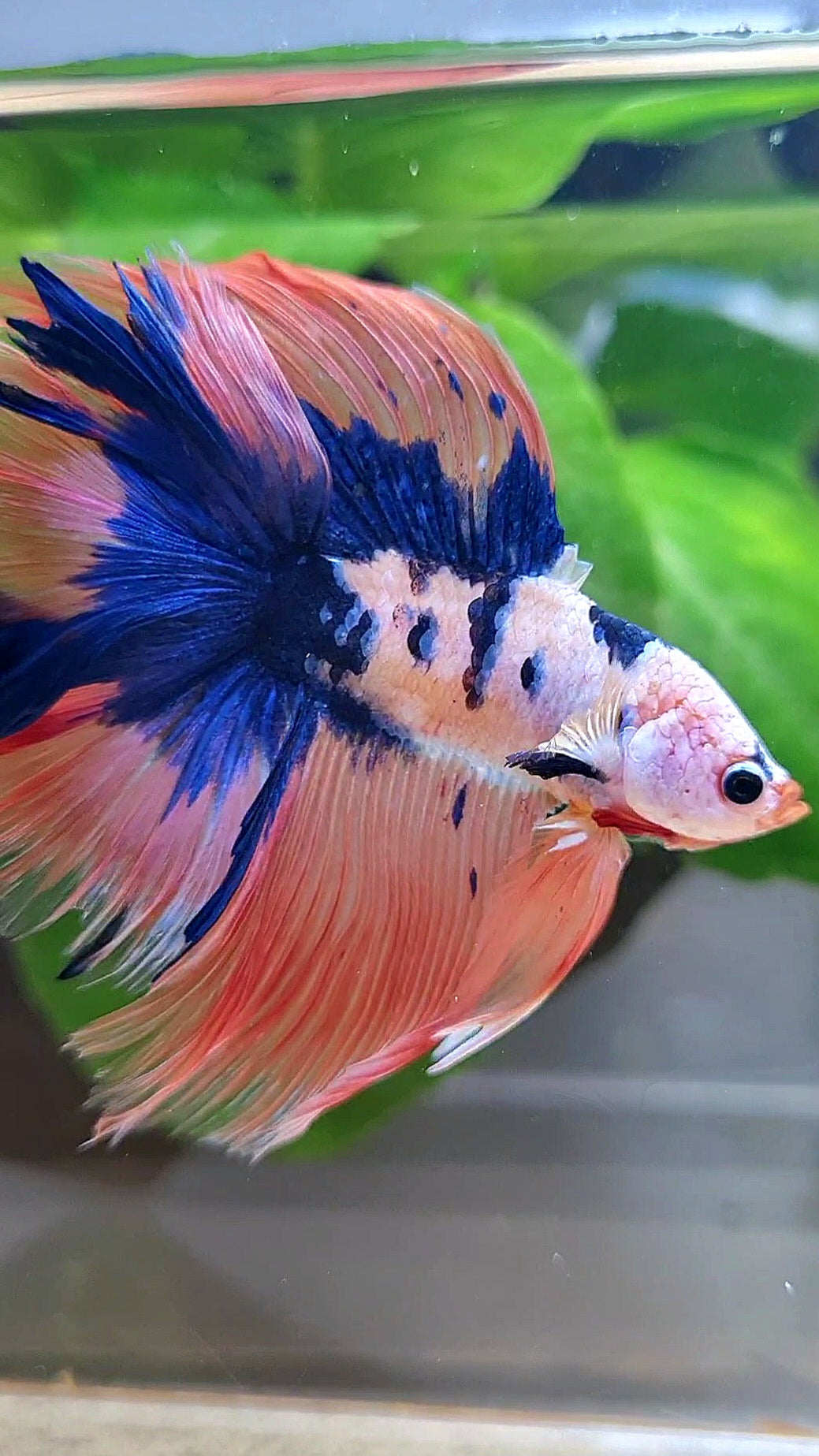HALFMOON DOUBLE TAIL PINK FLAMINGGO BLUE DOTS MARBLE BETTA FISH minus wart