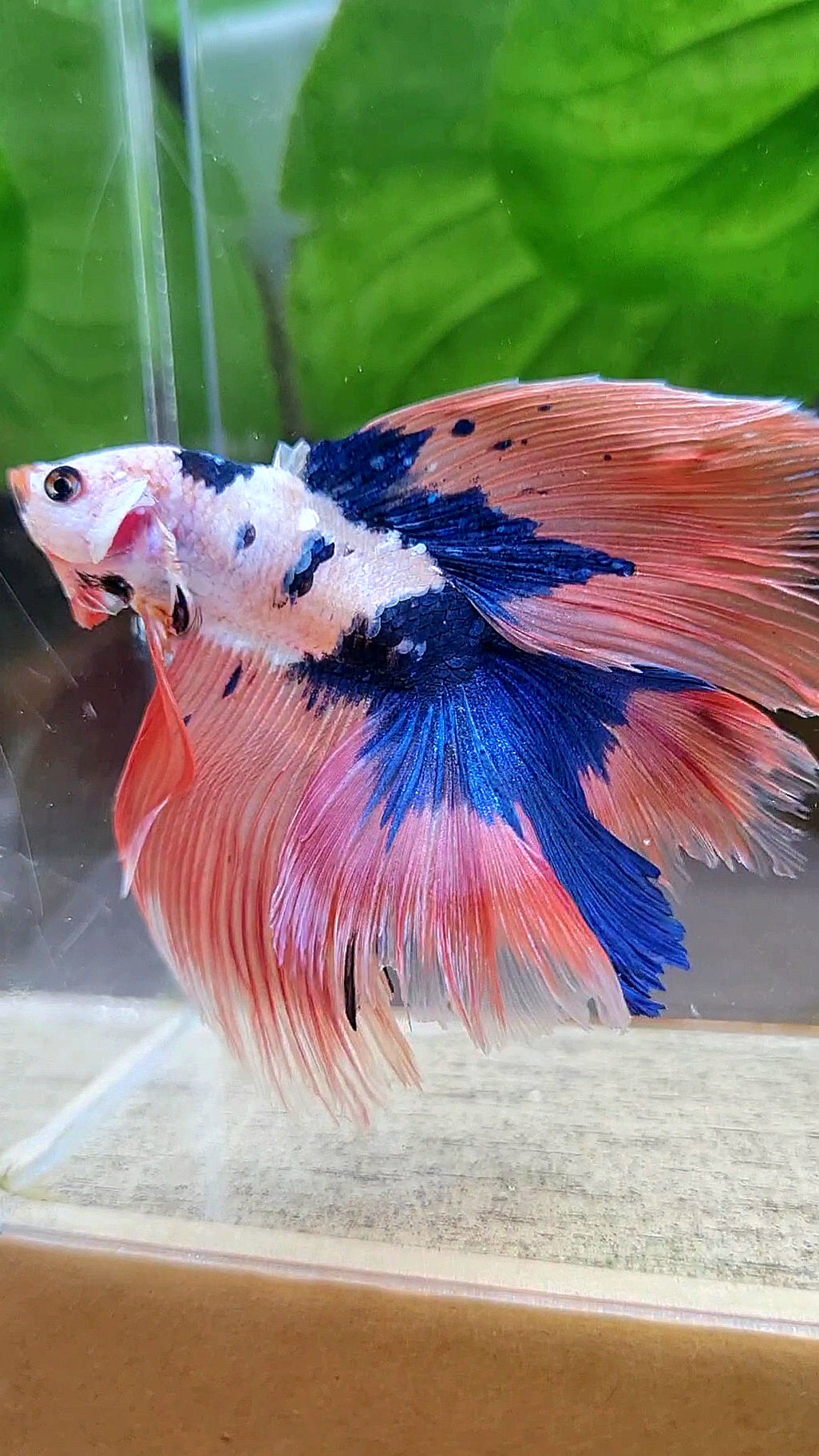 HALFMOON DOUBLE TAIL PINK FLAMINGGO BLUE DOTS MARBLE BETTA FISH minus wart