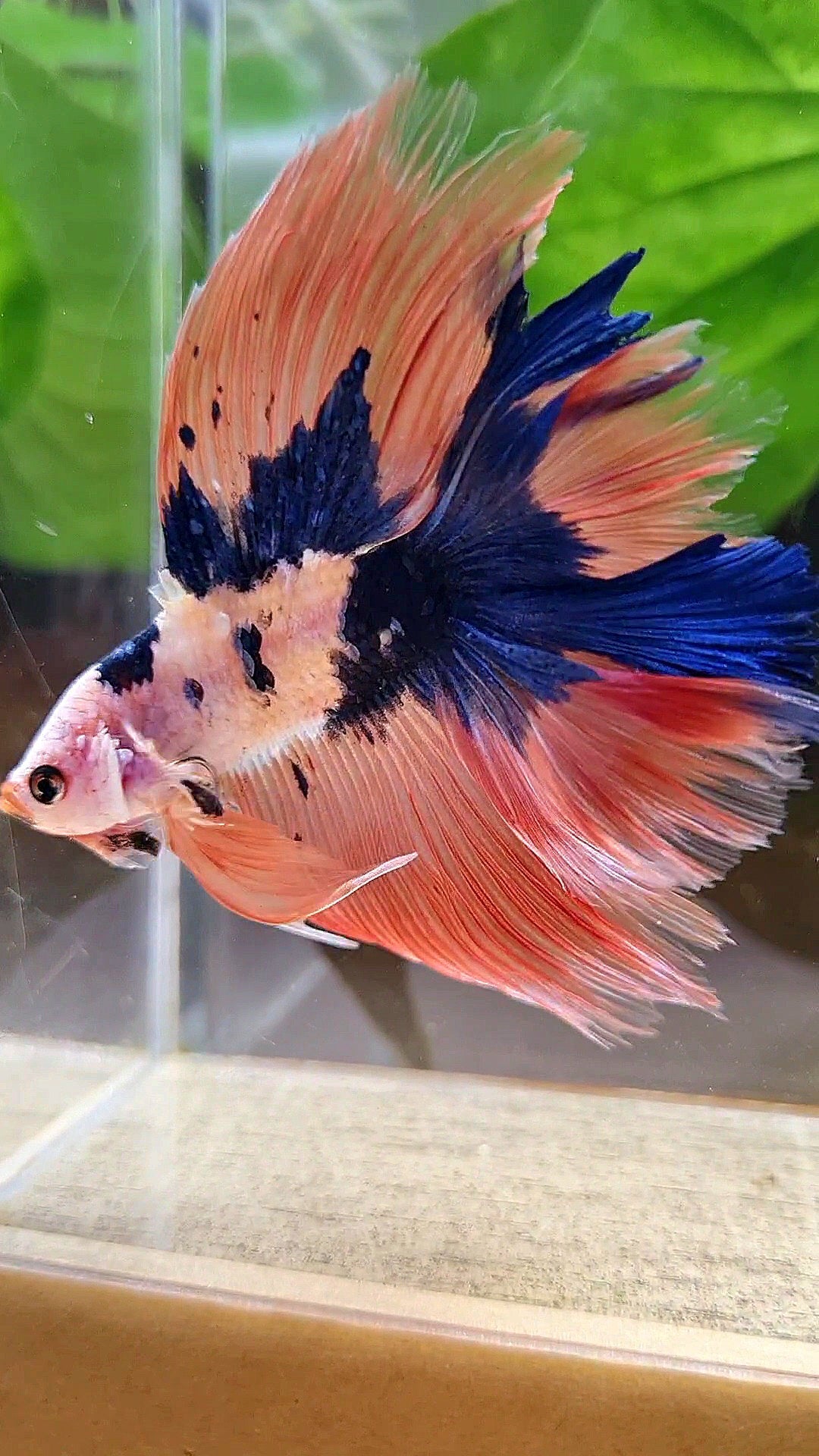 HALFMOON DOUBLE TAIL PINK FLAMINGGO BLUE DOTS MARBLE BETTA FISH minus wart