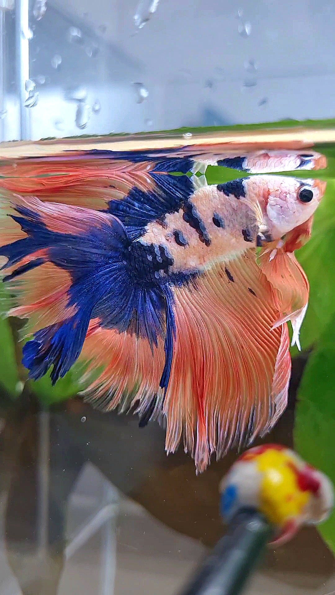 HALFMOON DOUBLE TAIL PINK FLAMINGGO BLUE DOTS MARBLE BETTA FISH minus wart
